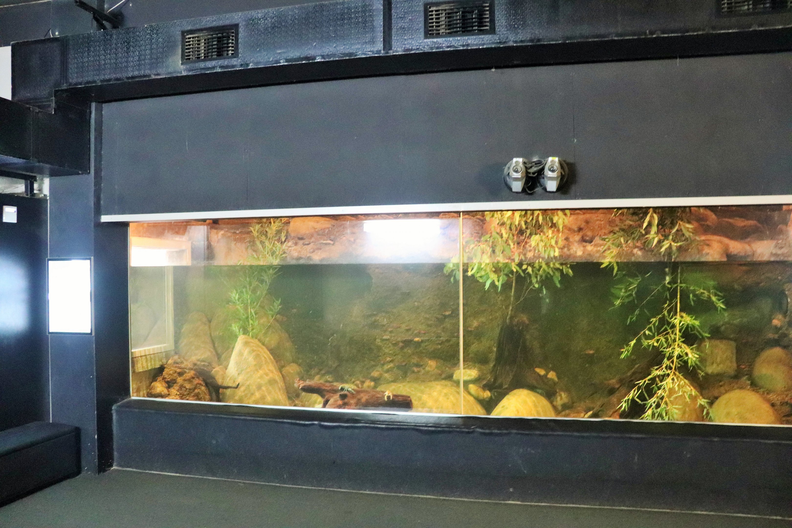 Platypus Tank