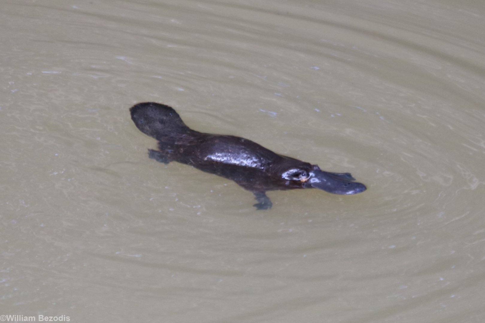 Platypus - Yungaburra