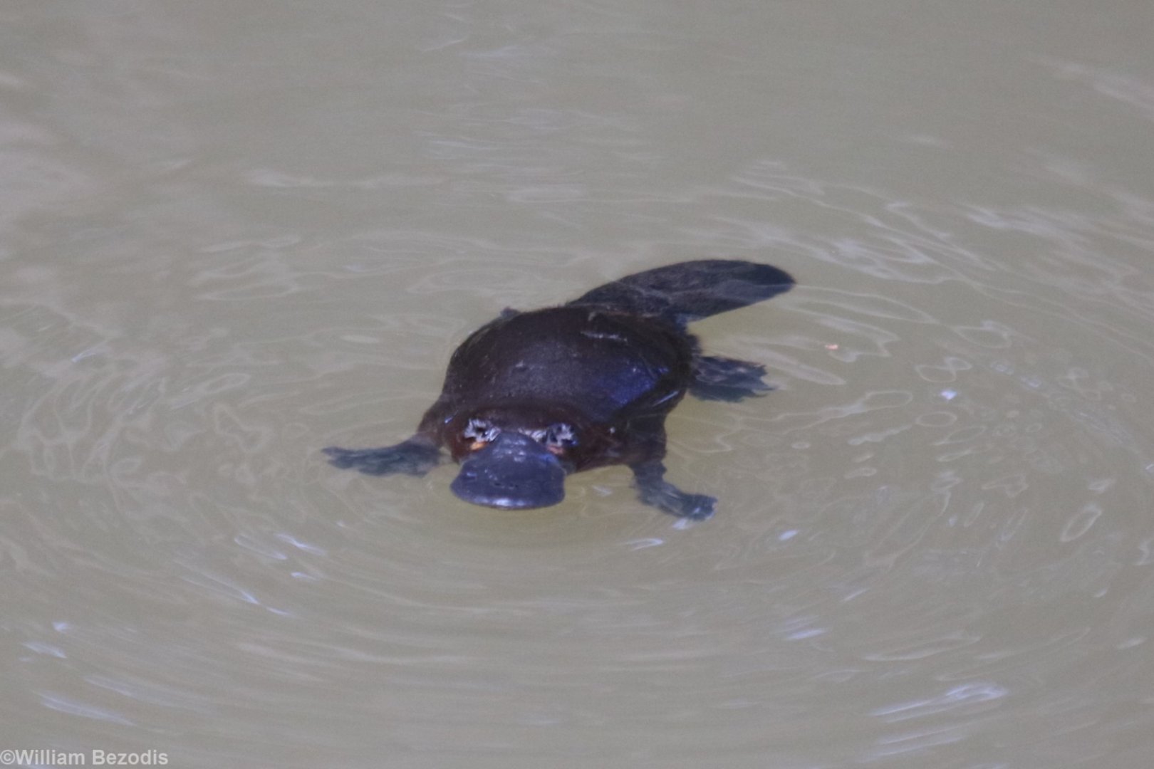 Platypus - Yungaburra