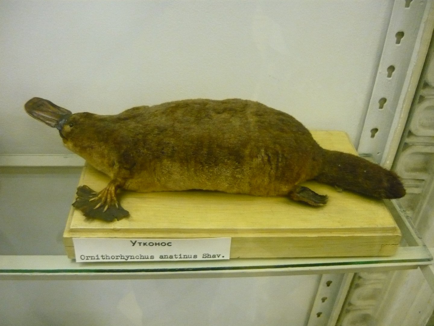 Platypus