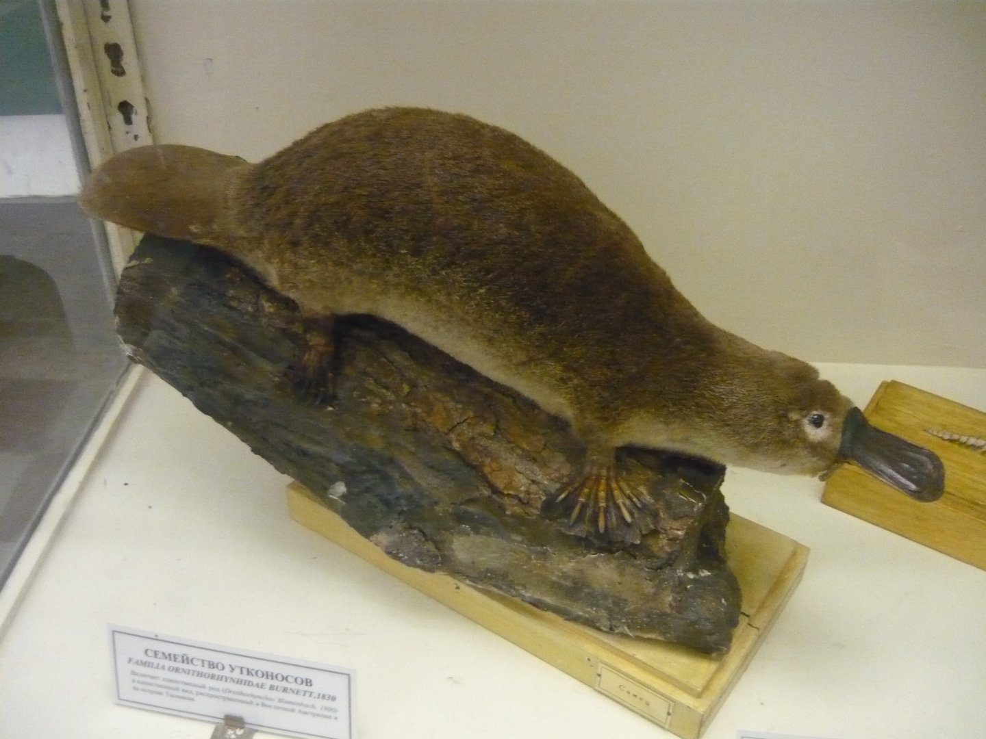 Platypus