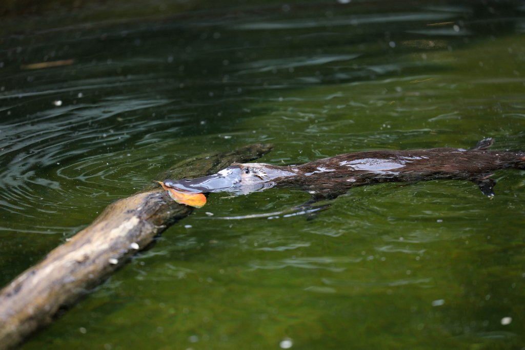 Platypus