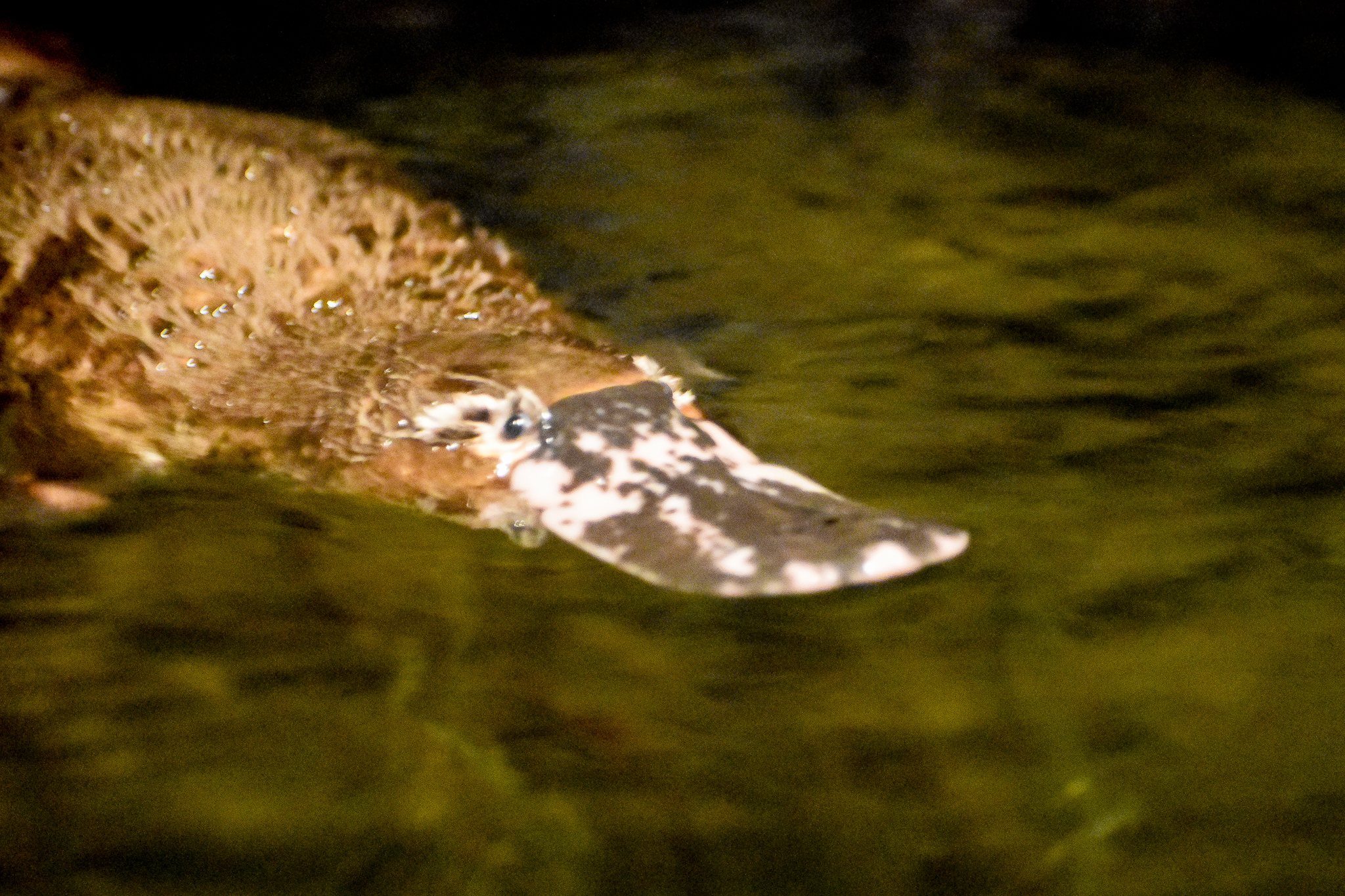 Platypus