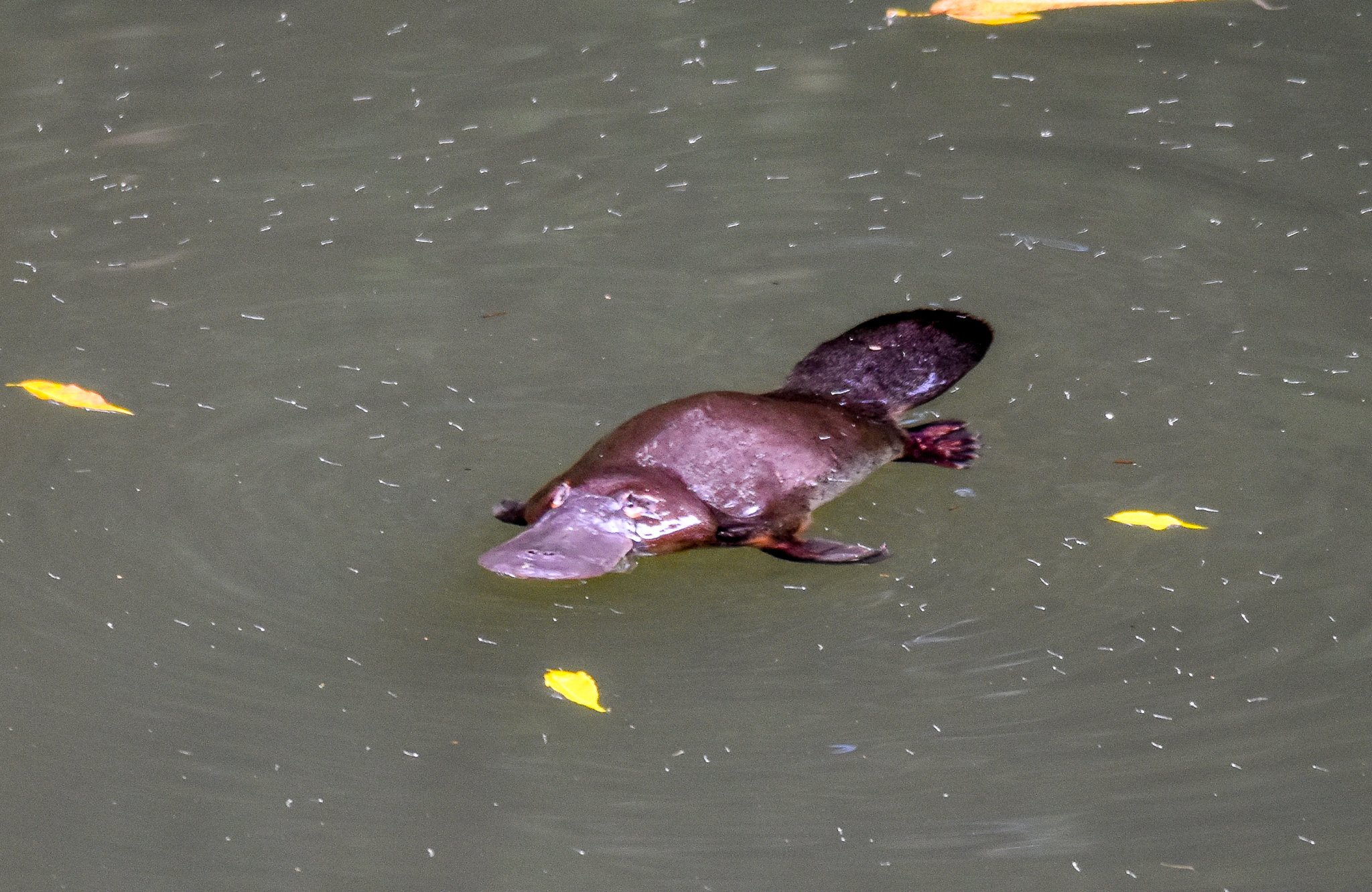 Platypus