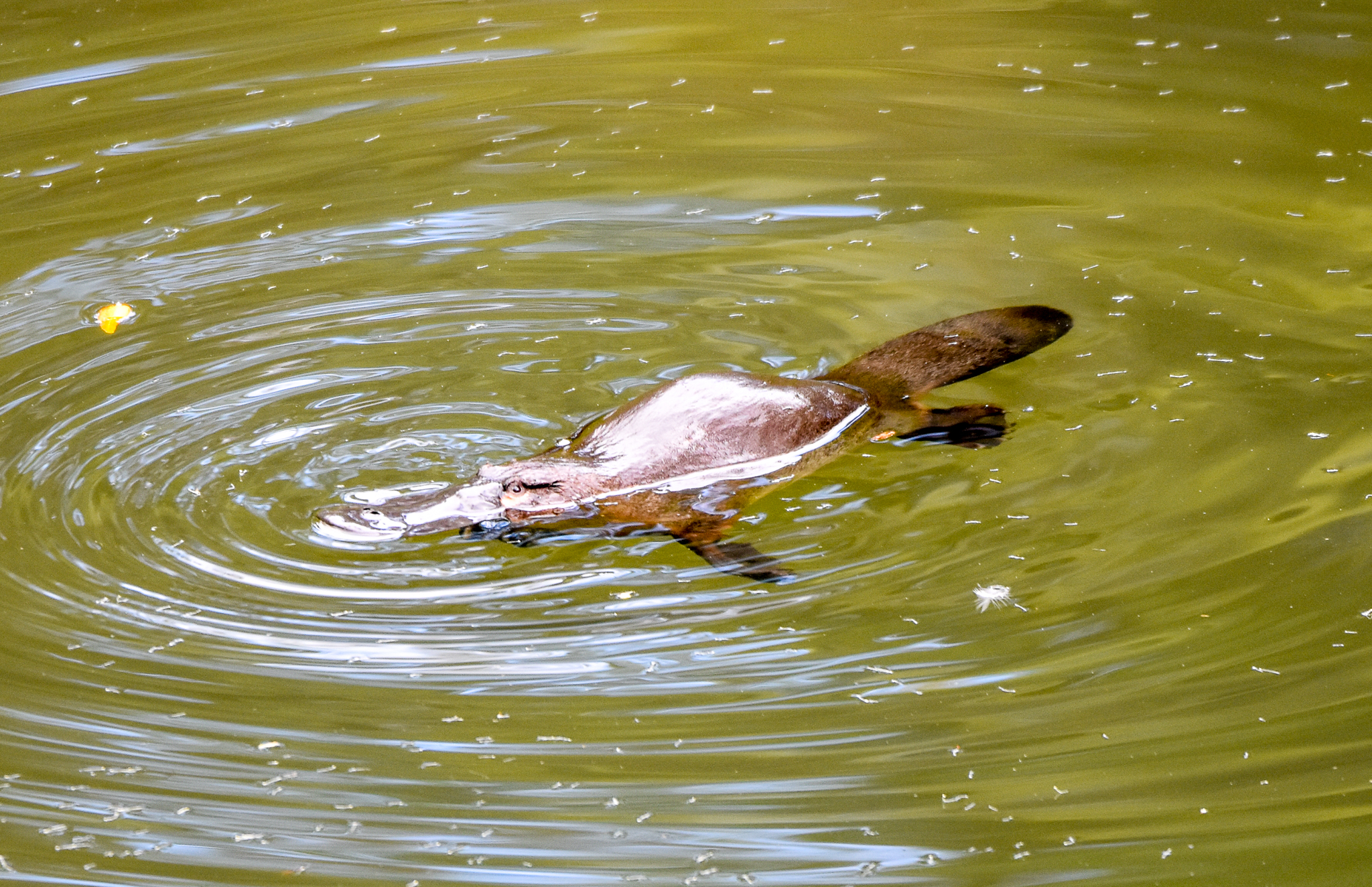 Platypus