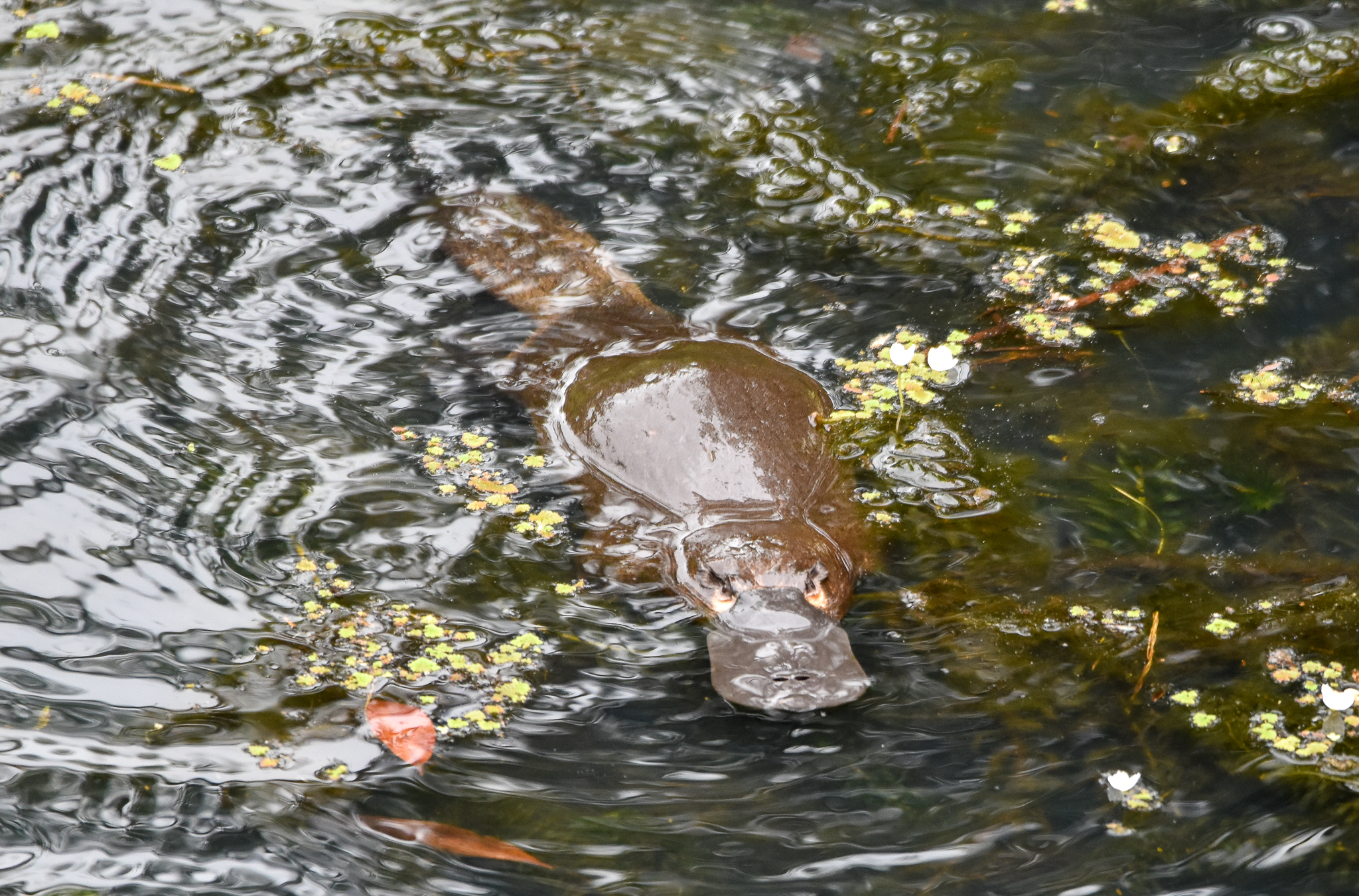 Platypus