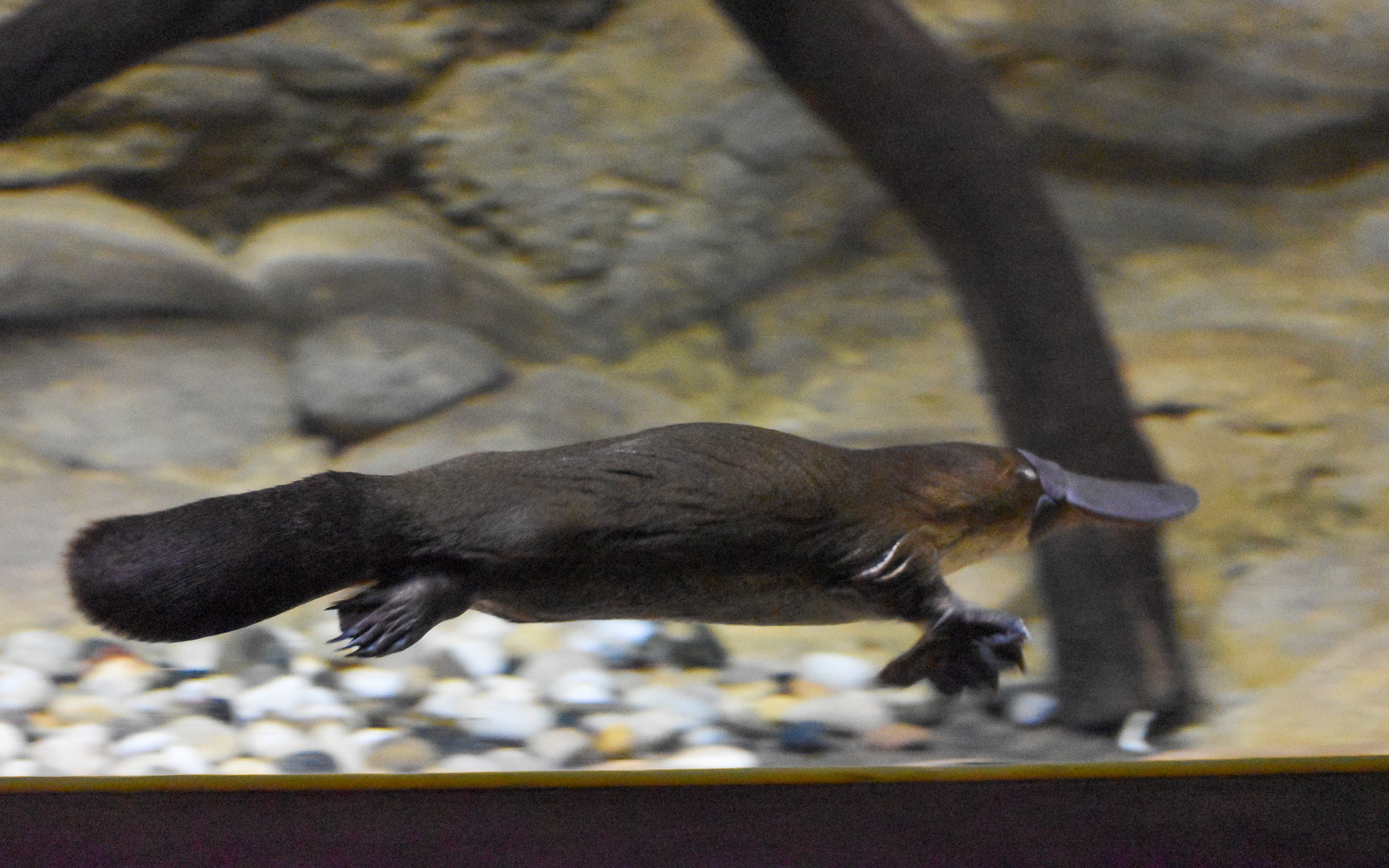 Platypus
