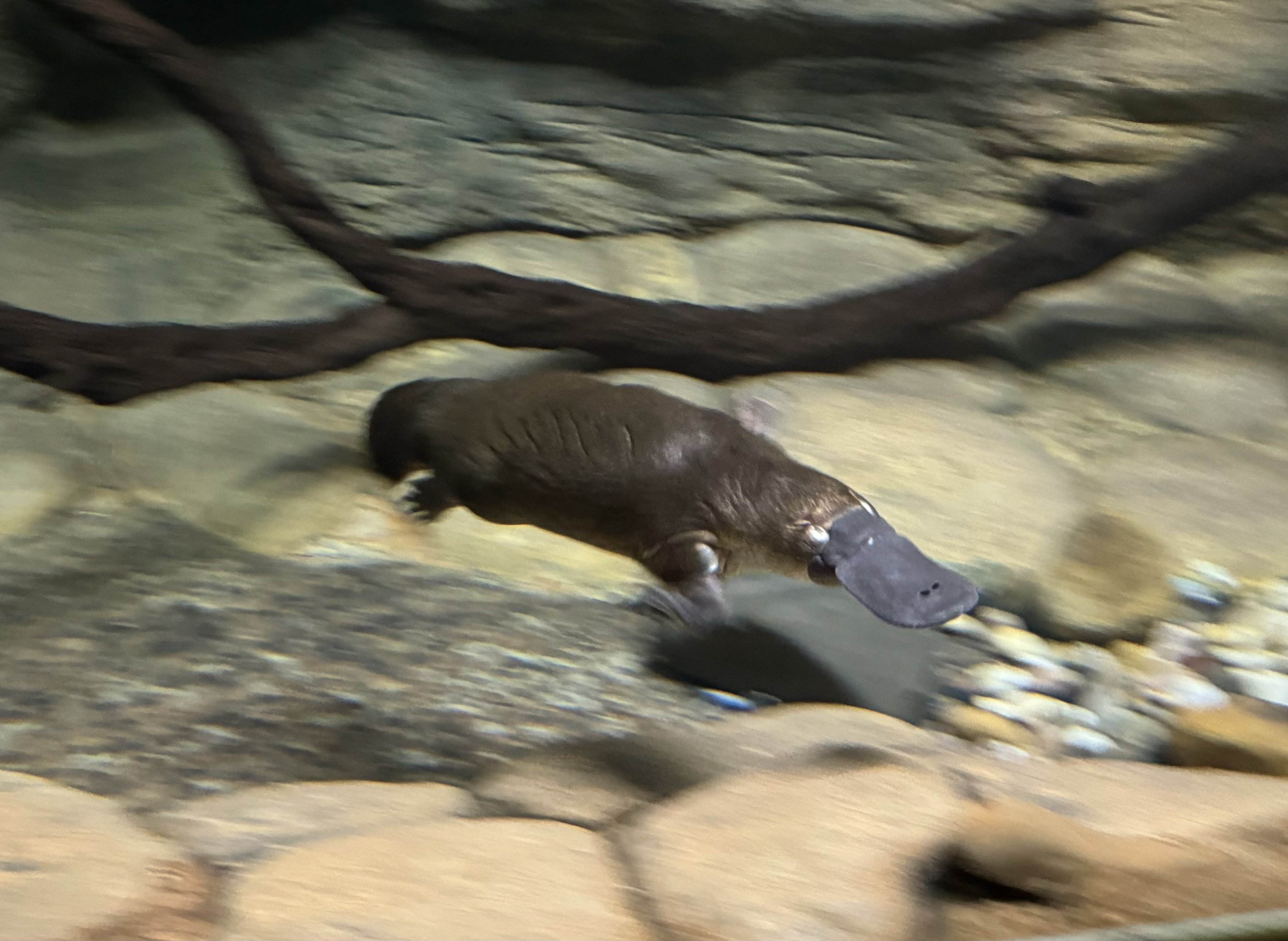 Platypus
