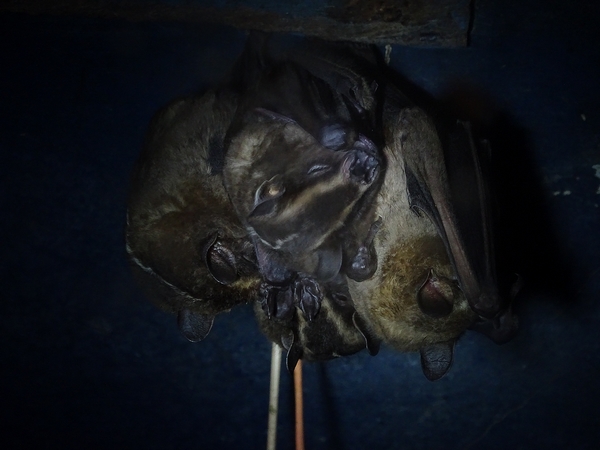 Platyrrhinus vittatus (+ Artibeus sp)