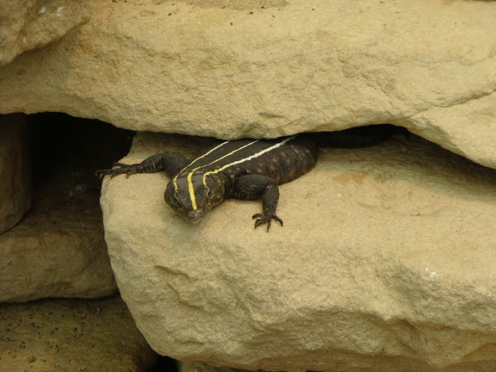 Platysaurus imperator