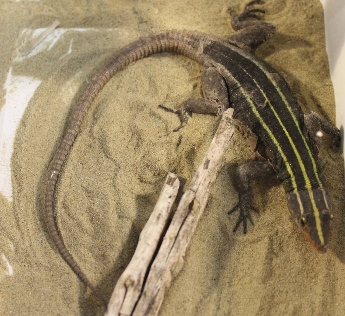 Platysaurus imperator