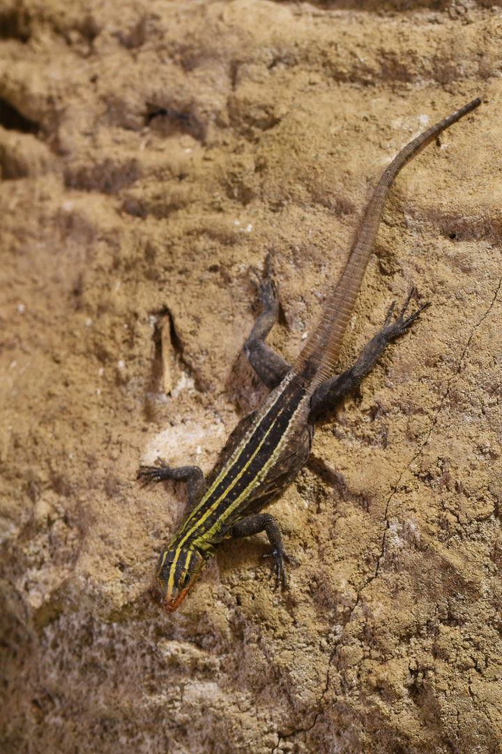 Platysaurus imperator