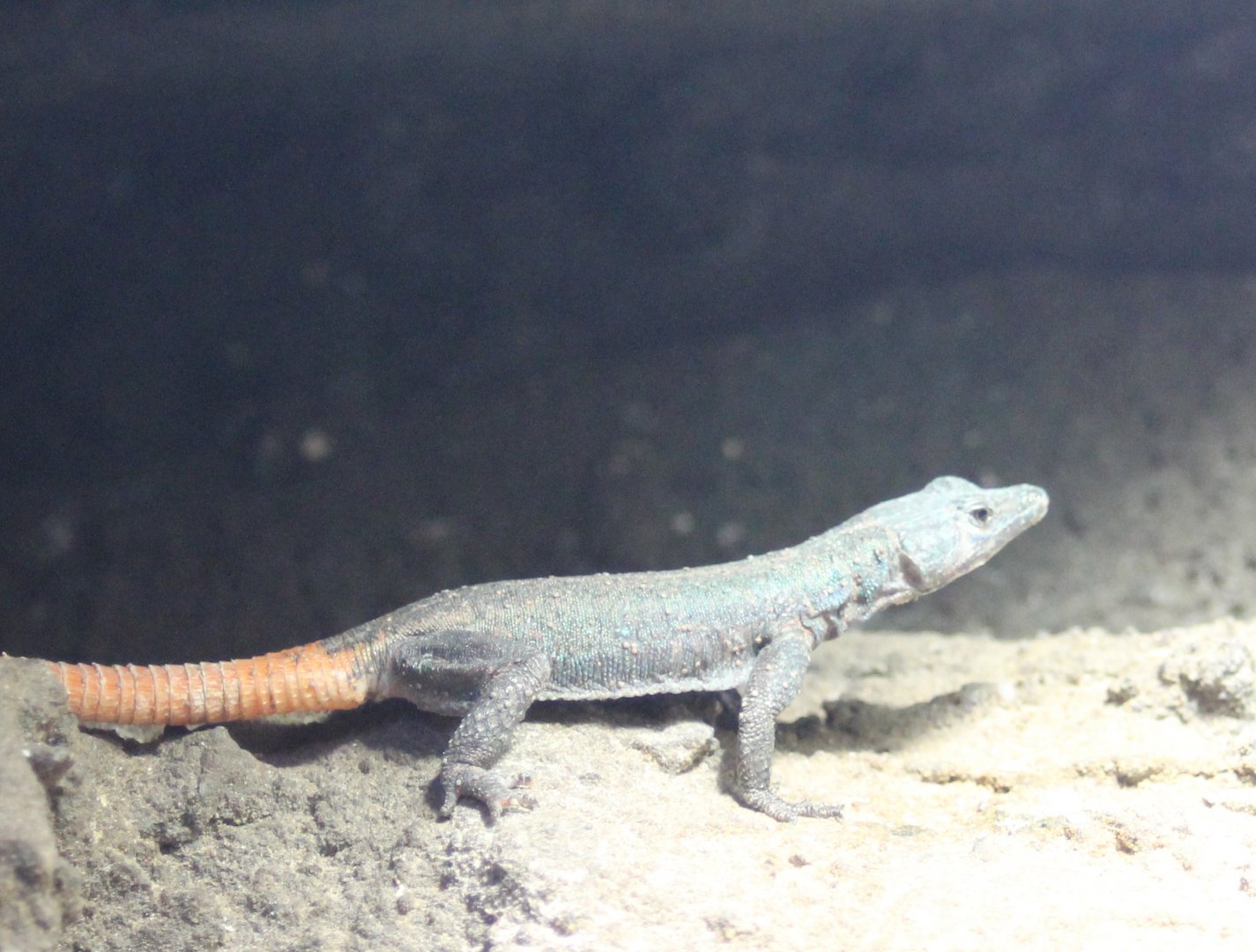 Platysaurus lebomboensis