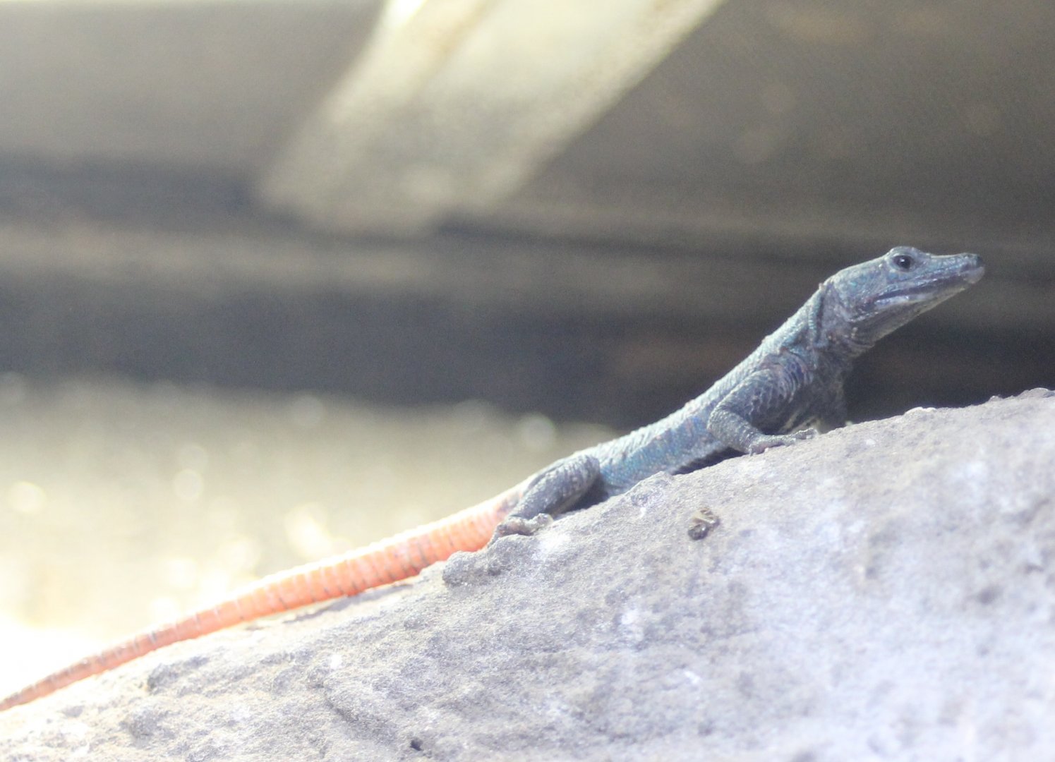 Platysaurus lebomboensis