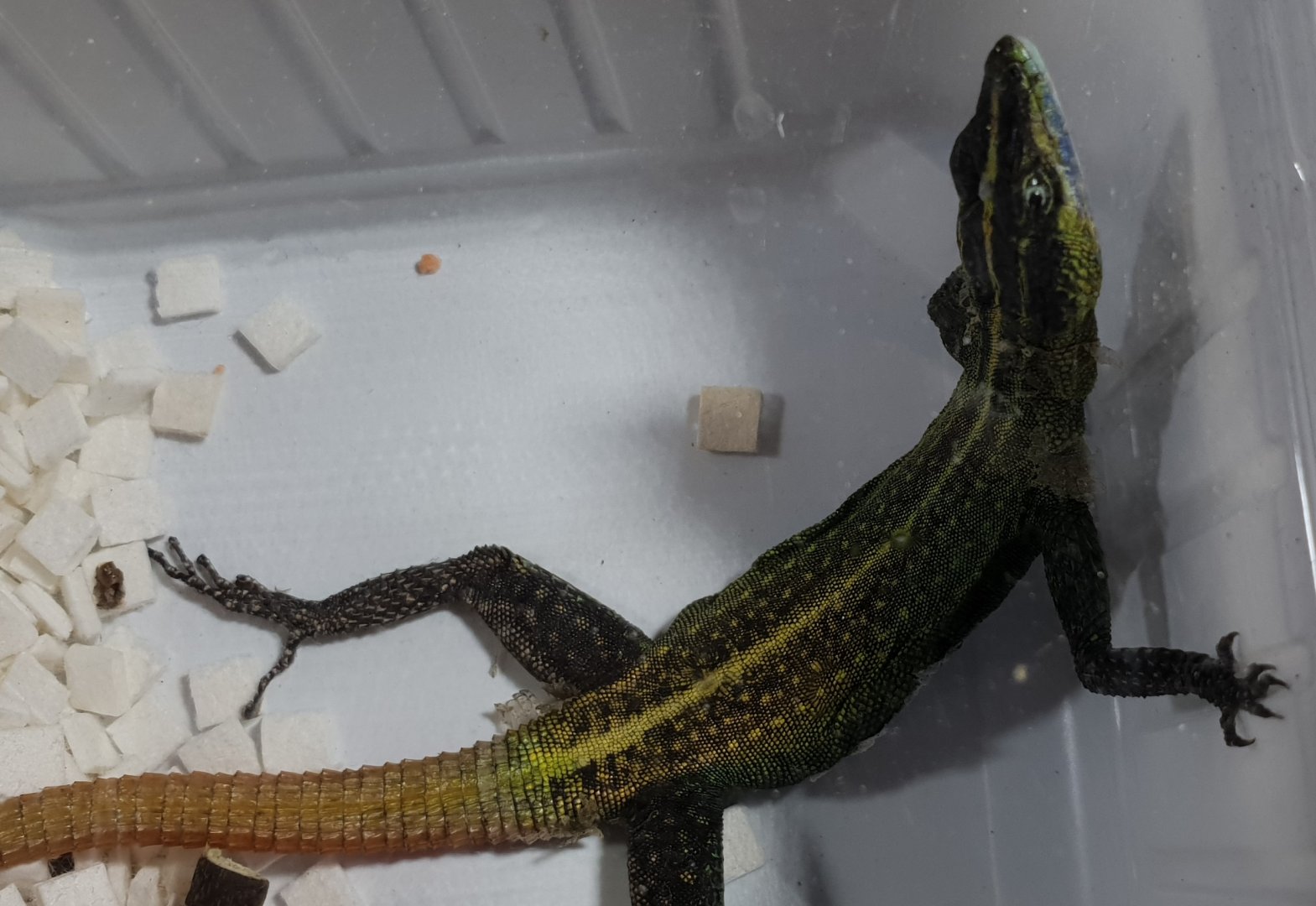 Platysaurus torquatus