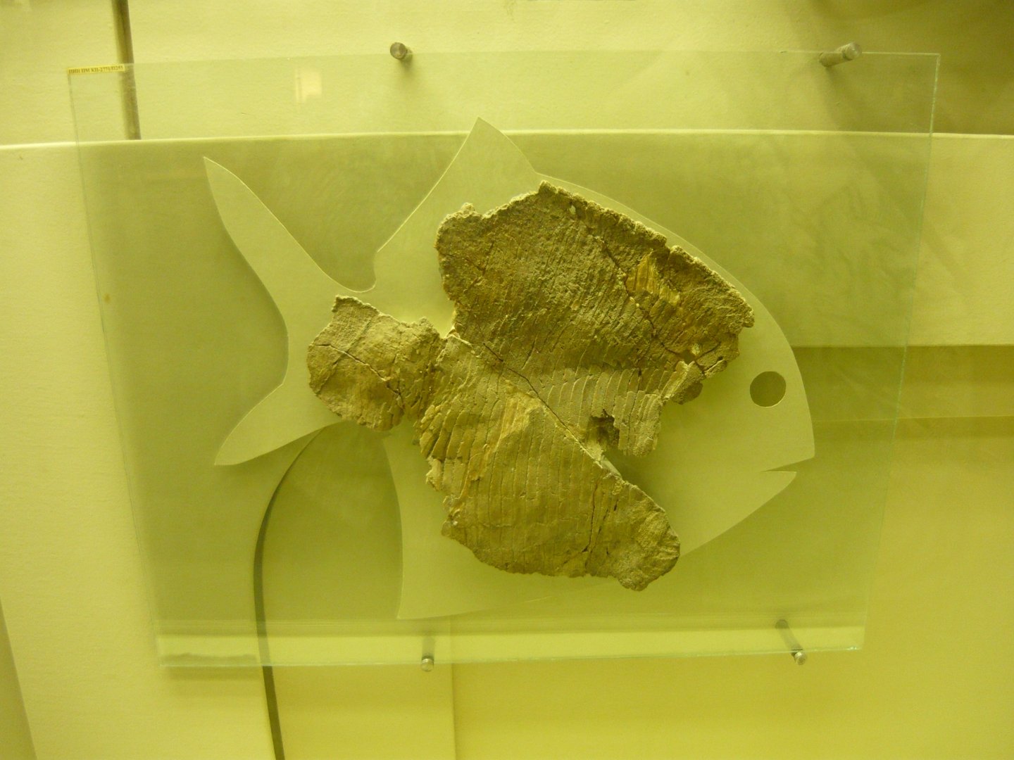 Platysomus biarmicus