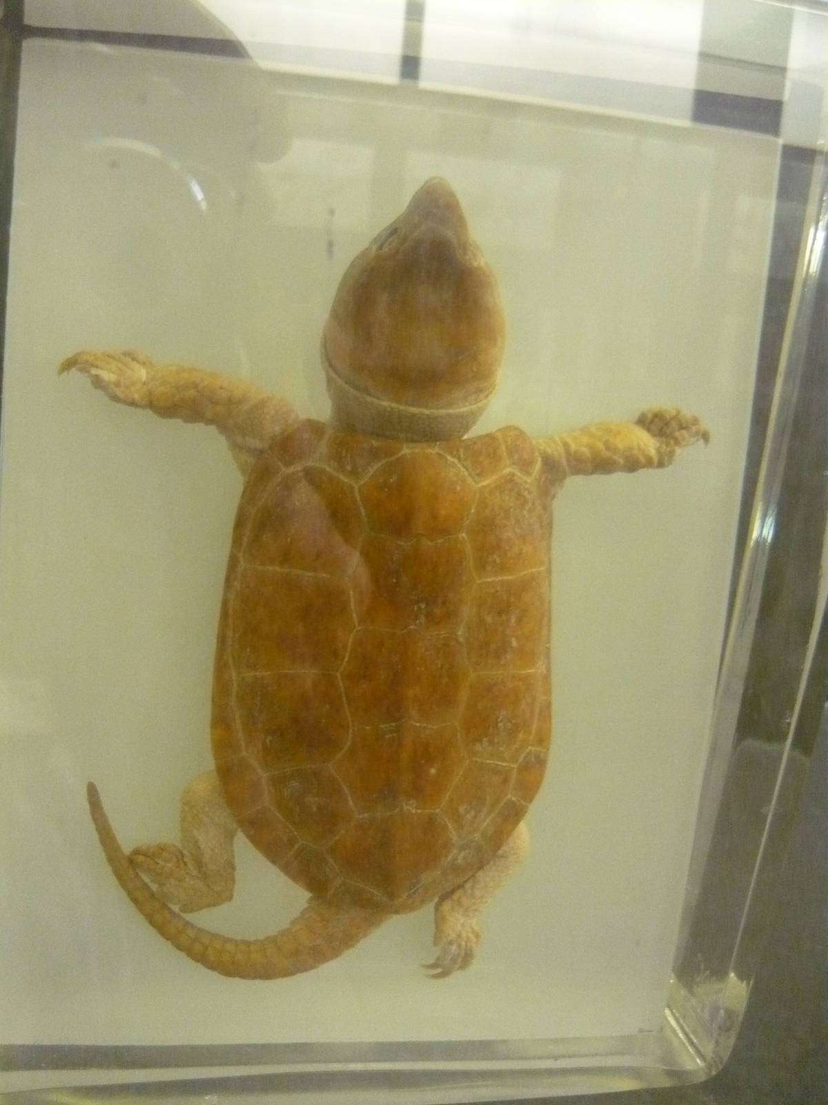 Platysternon megacephalum wet specimen