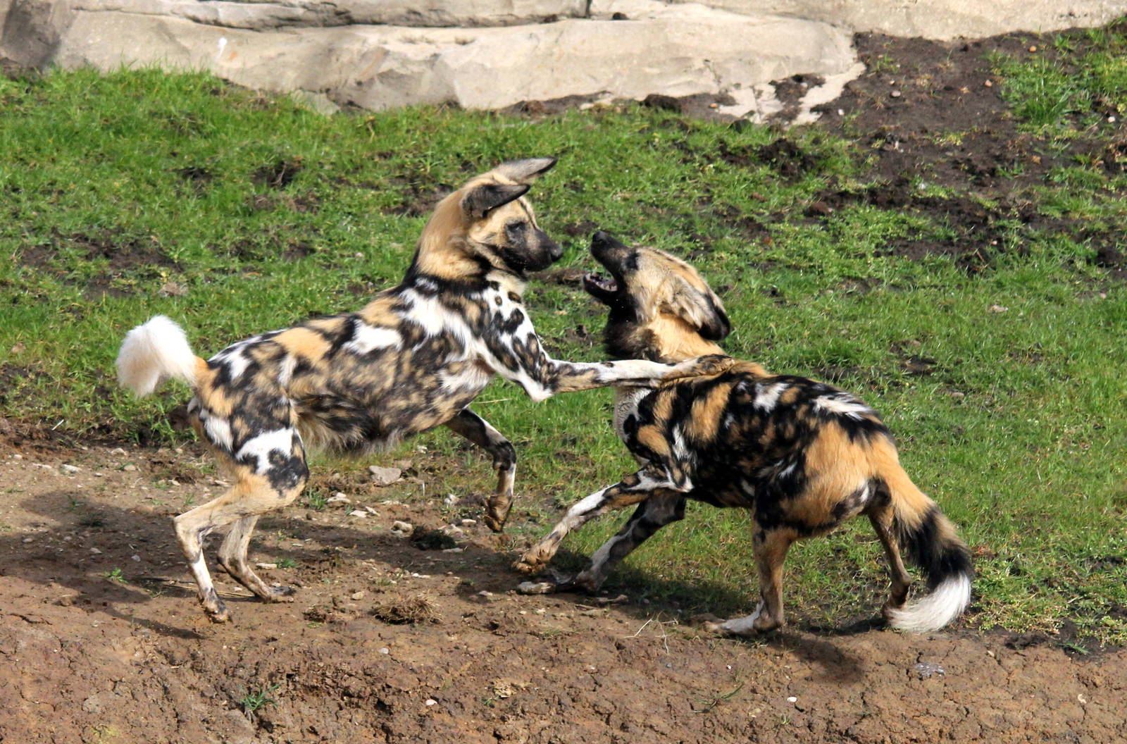 Play-fighting hunting dogs 31-3-15