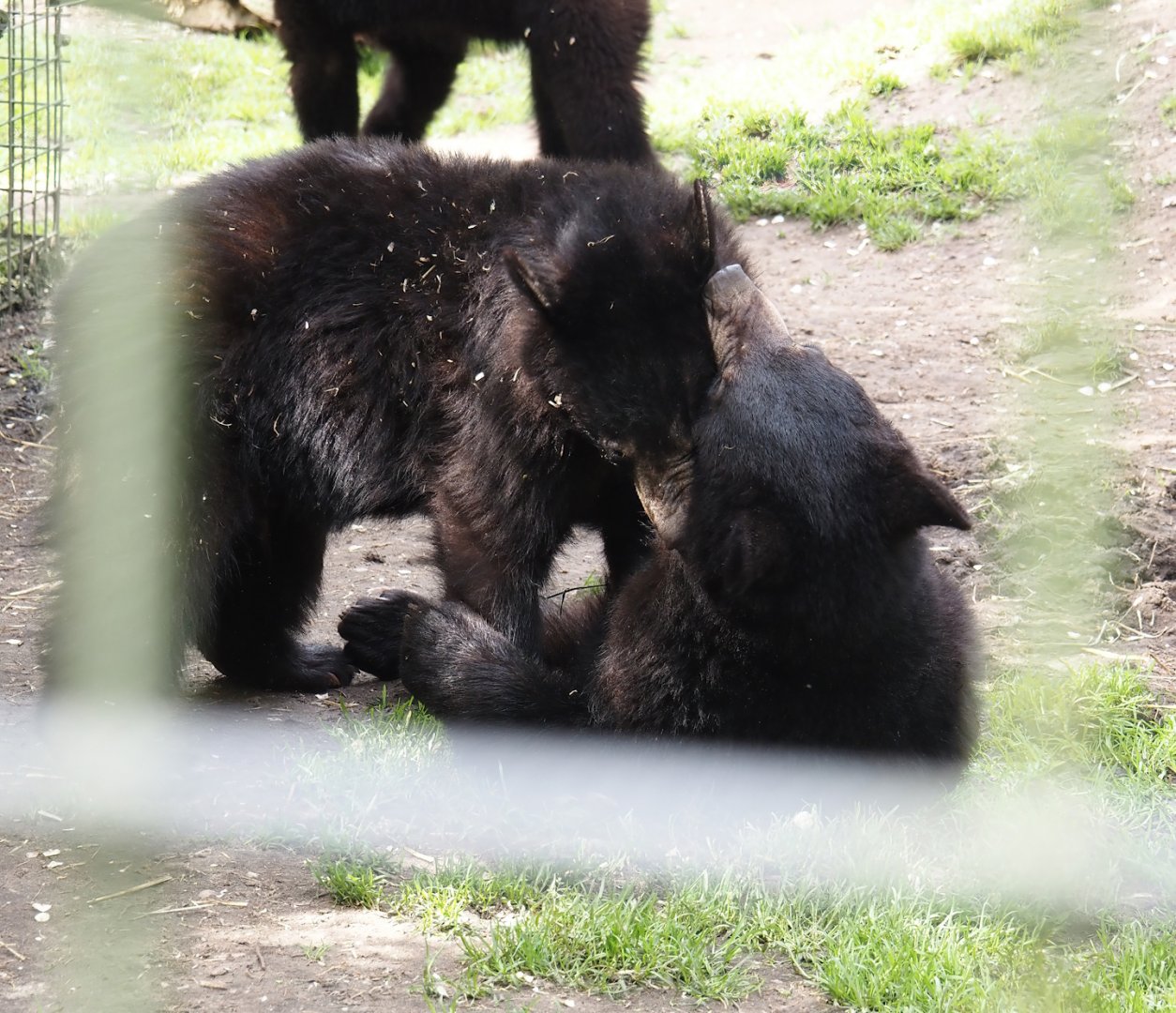 Play-fighting young American black bears (Ursus americanus), 2024-04-14