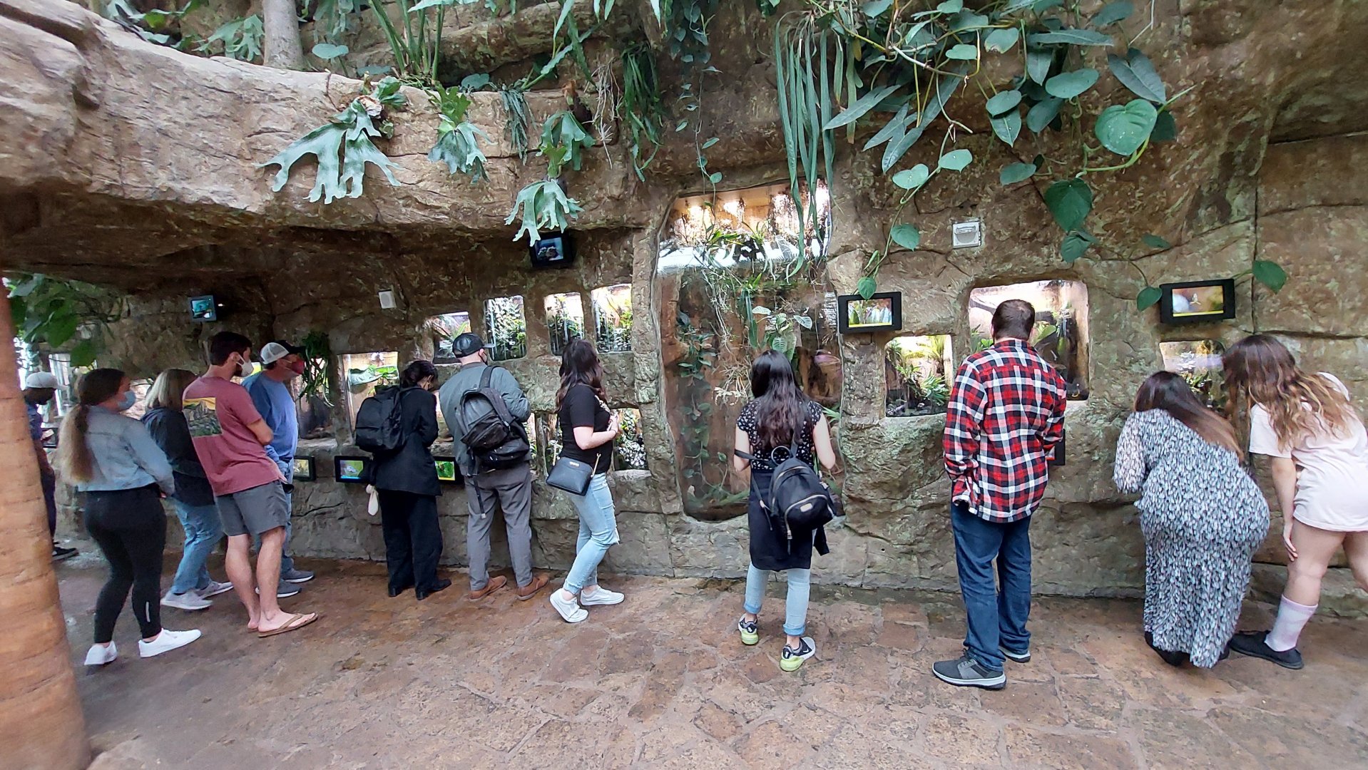 Playa del Oro- Wall of dart frog exhibits in Cloud Forest Trek
