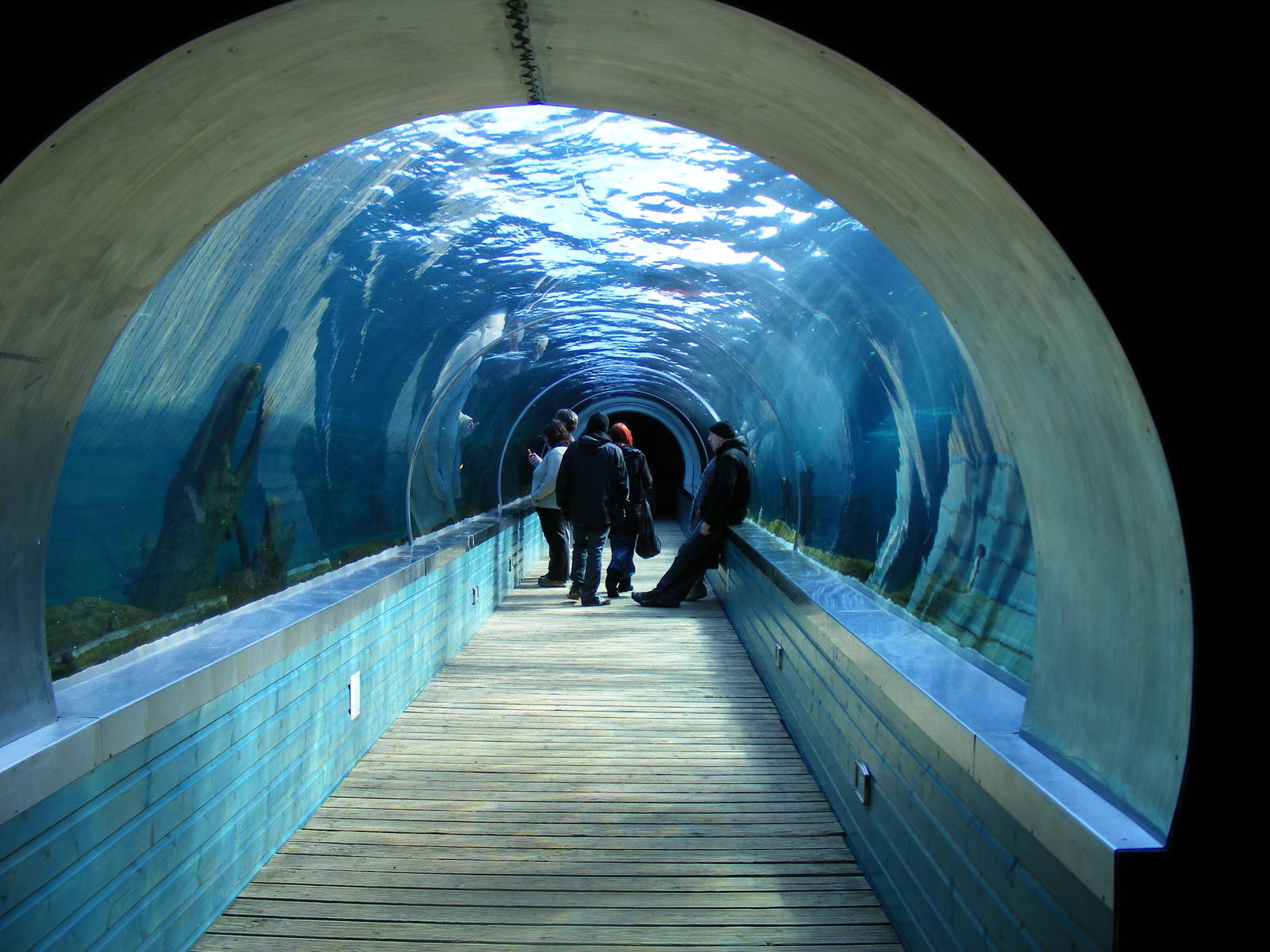 Playa Patagonia exhibit sea lion viewing tunnel at Colchester Zoo, 13 Febru