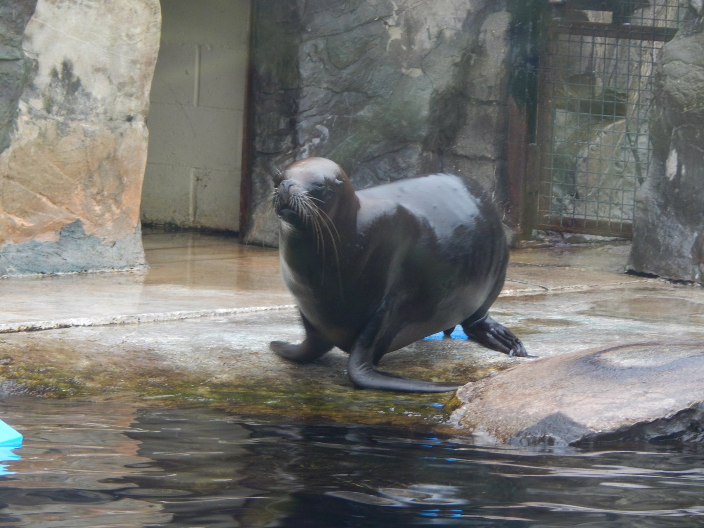 Playa Patagonia - South American sealion 140921