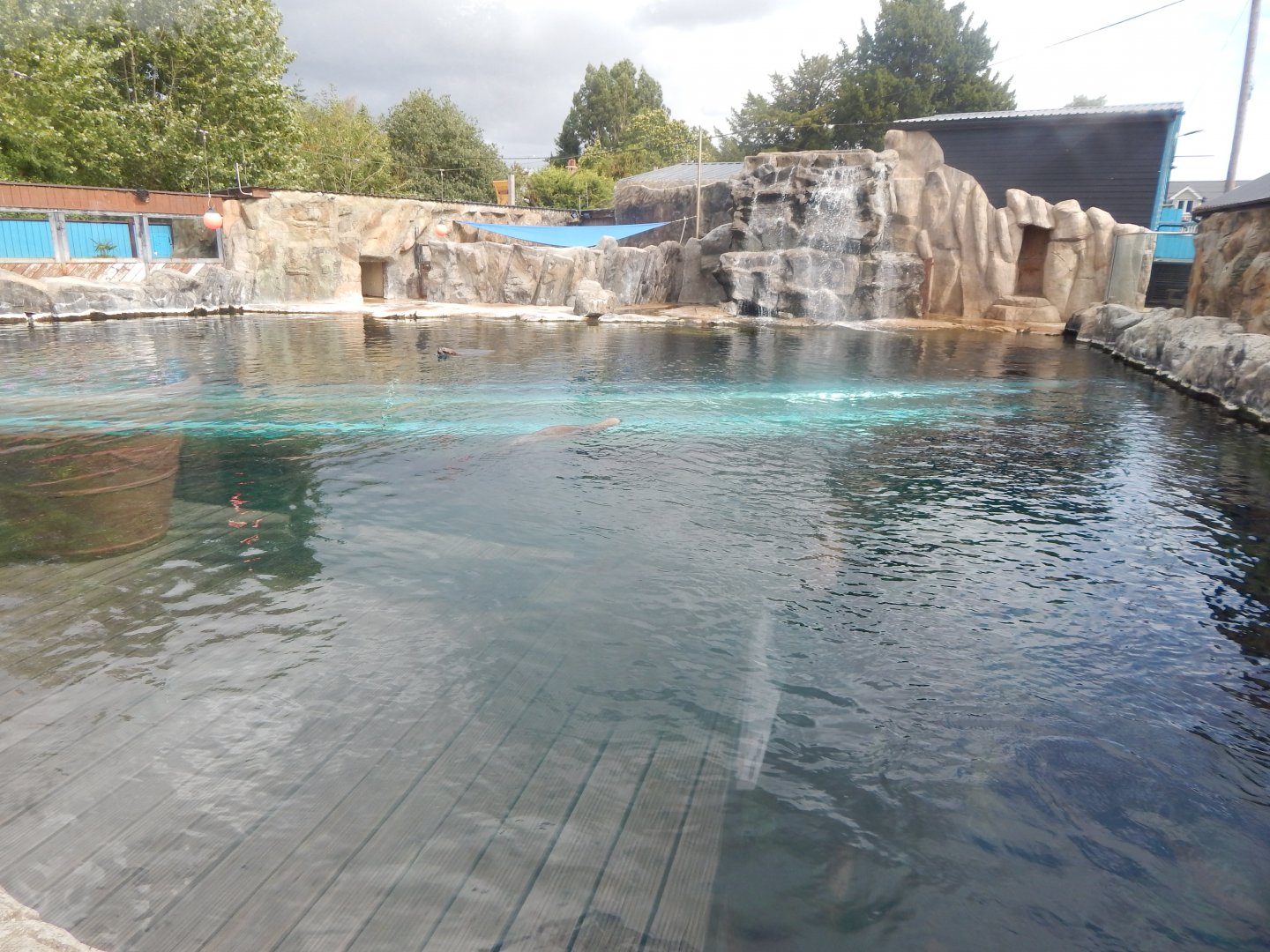 Playa Patagonia - South American sealion exhibit 110925