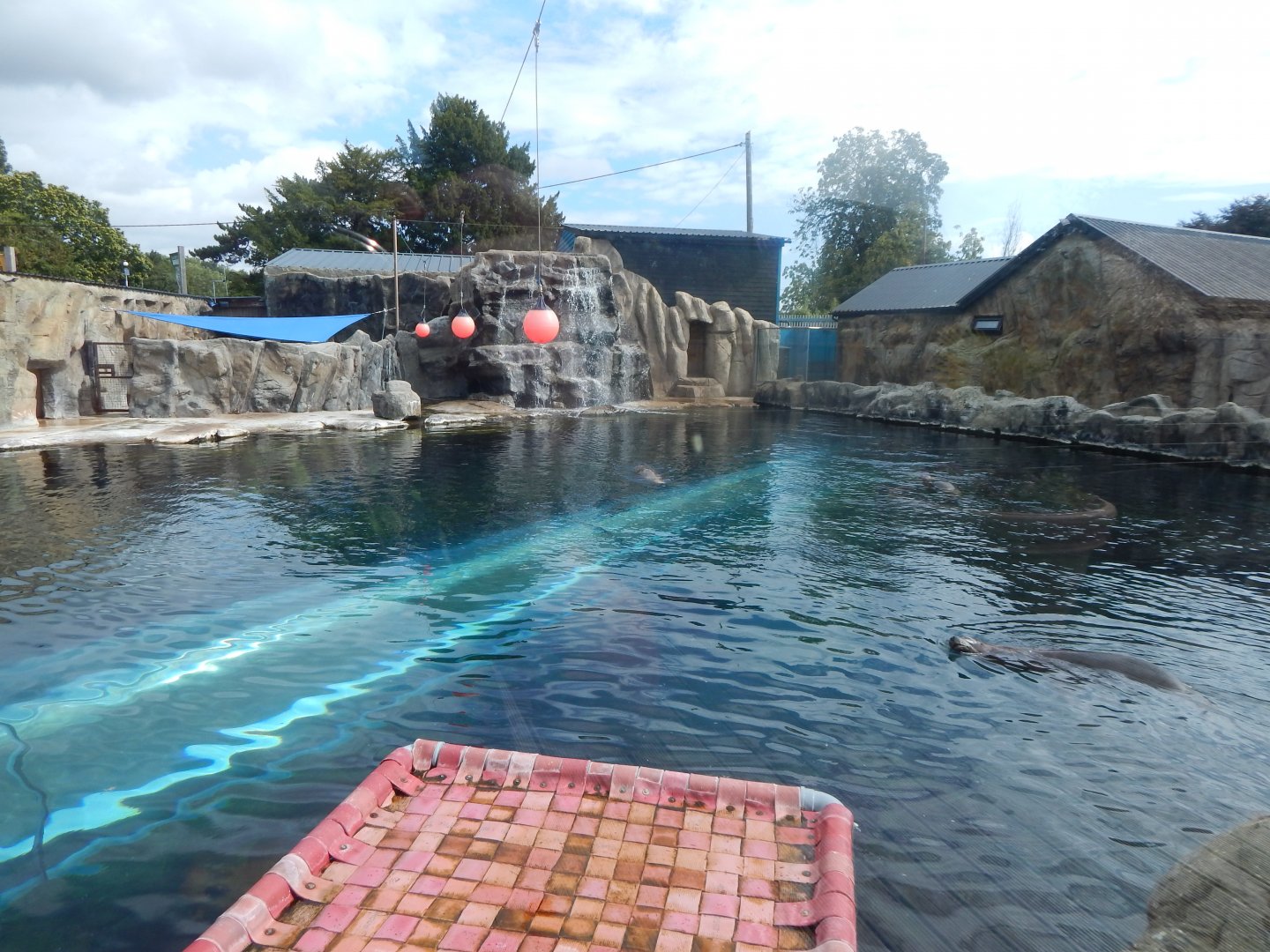 Playa Patagonia - South American sealion exhibit 110925