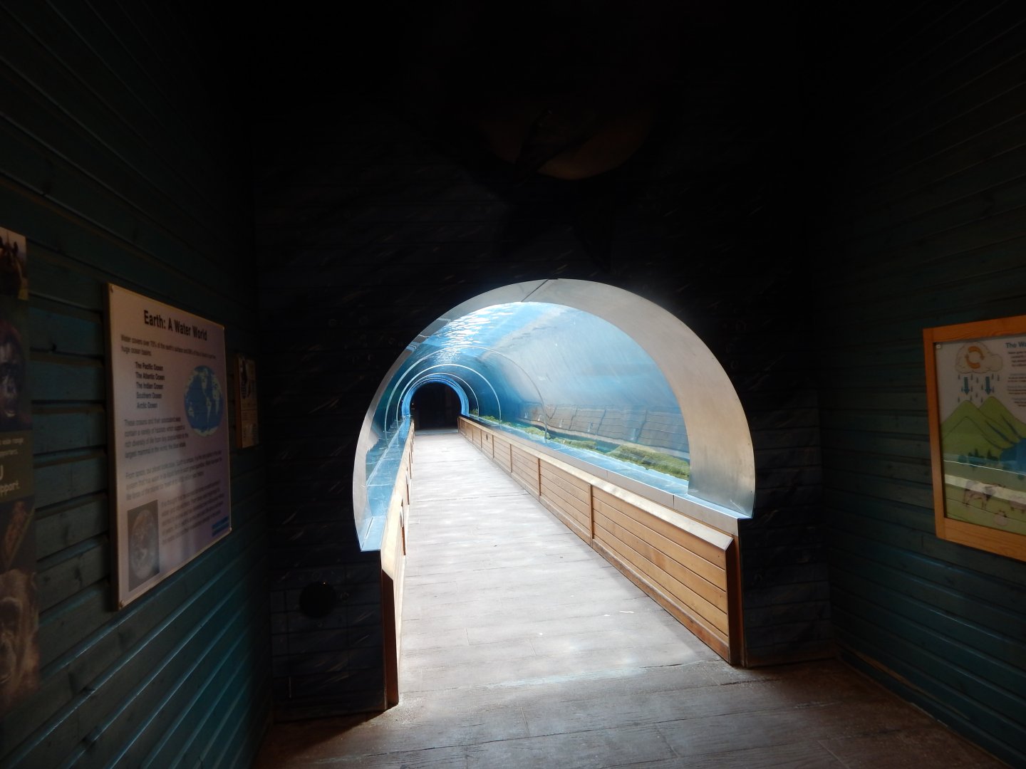 Playa Patagonia - South American sealion exhibit 110925