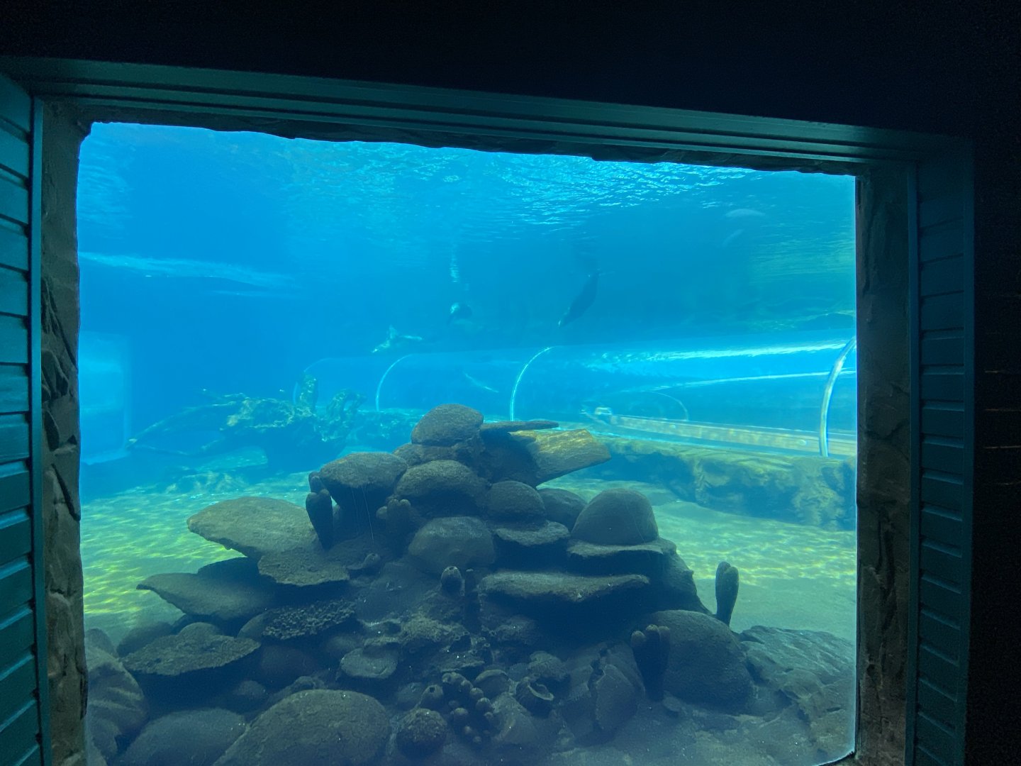 Playa Patagonia underwater view 110925