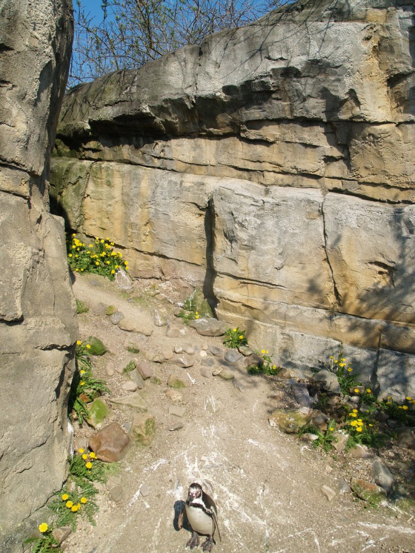 Playa Penguin - Crevice area between different parts of the exhibit, 2009-04-19