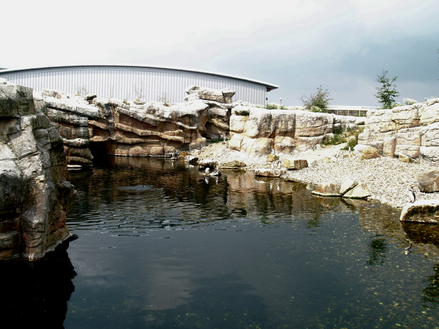 Playa Penguinos with Humboldt penguins and Steamer ducks, 2006-07-08