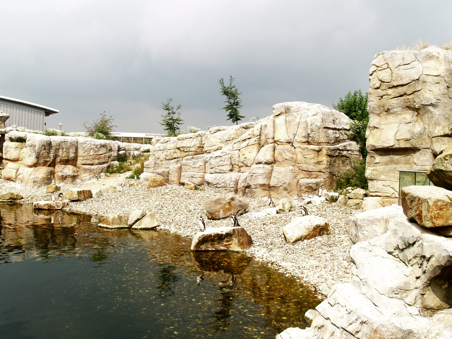 Playa Penguinos with Humboldt penguins and Steamer ducks, 2006-07-08
