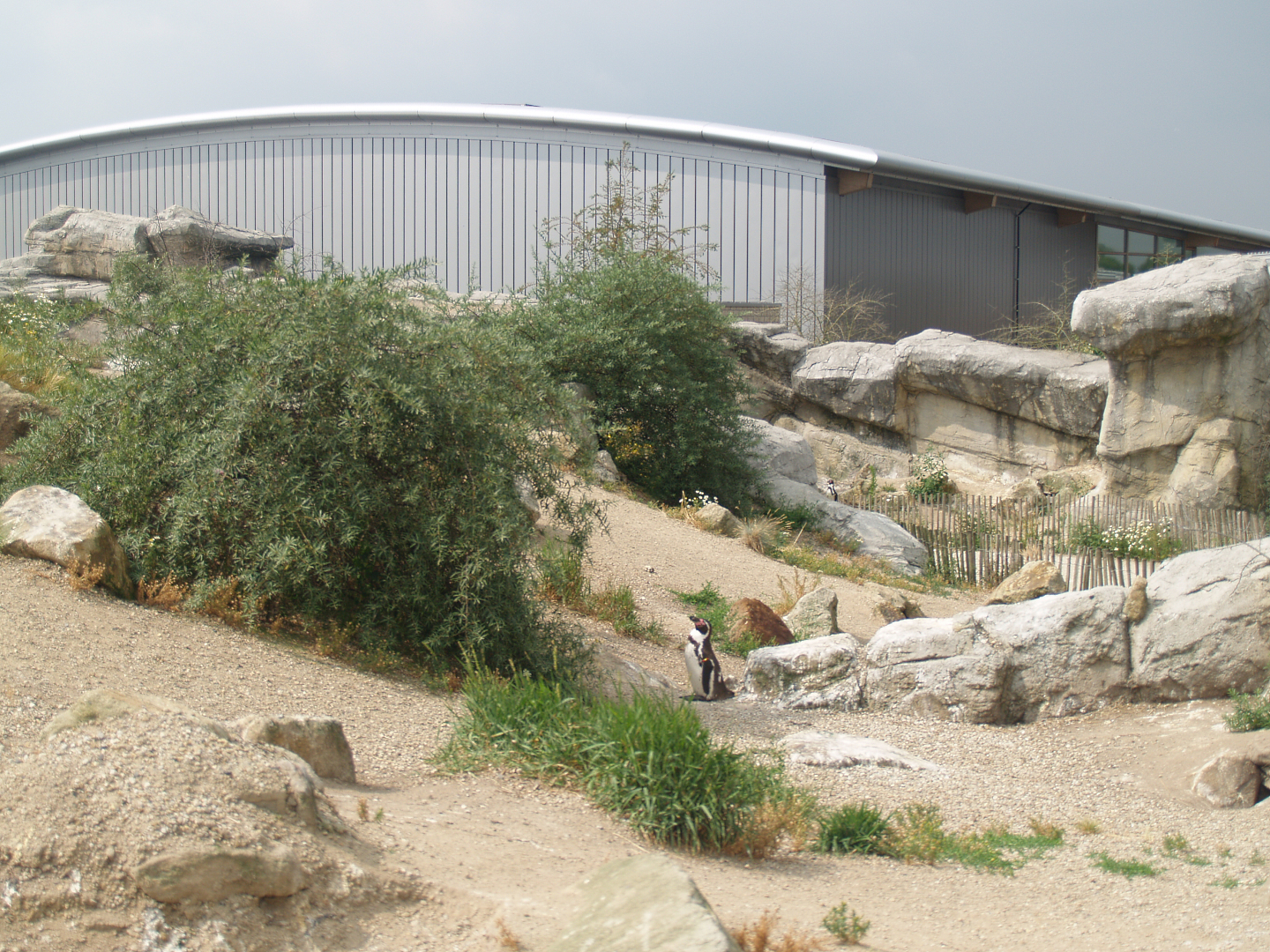 Playa Penguinos with Humboldt penguins and Steamer ducks, 2006-07-08