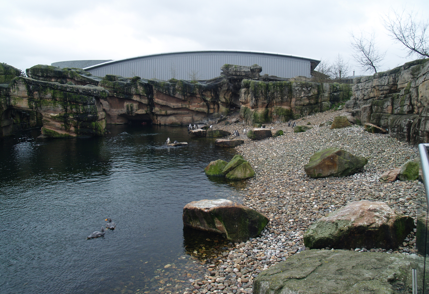 Playa Penguinos with Humboldt penguins and Steamer ducks, 2008-03-01