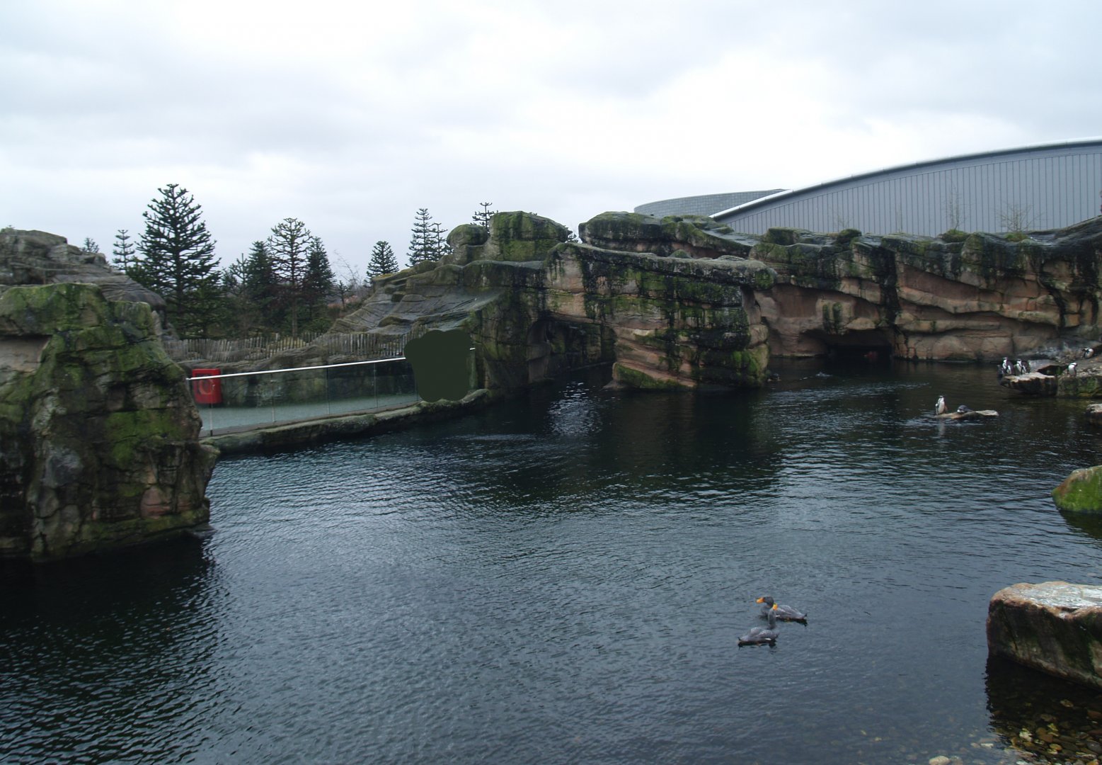 Playa Penguinos with Humboldt penguins and Steamer ducks, 2008-03-01