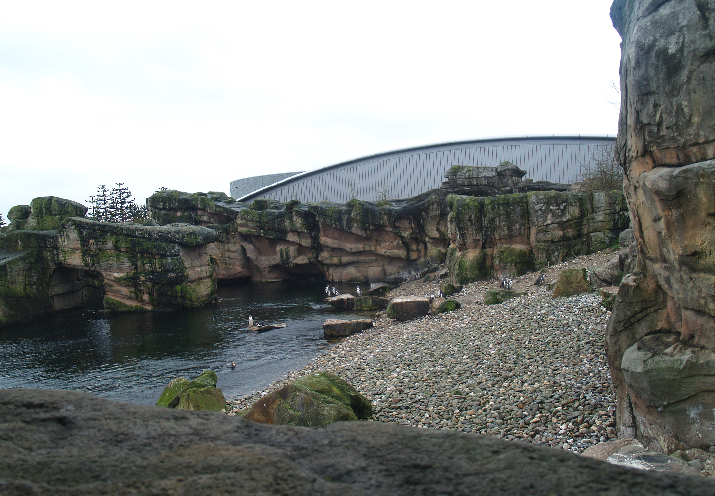 Playa Penguinos with Humboldt penguins and Steamer ducks, 2008-03-01