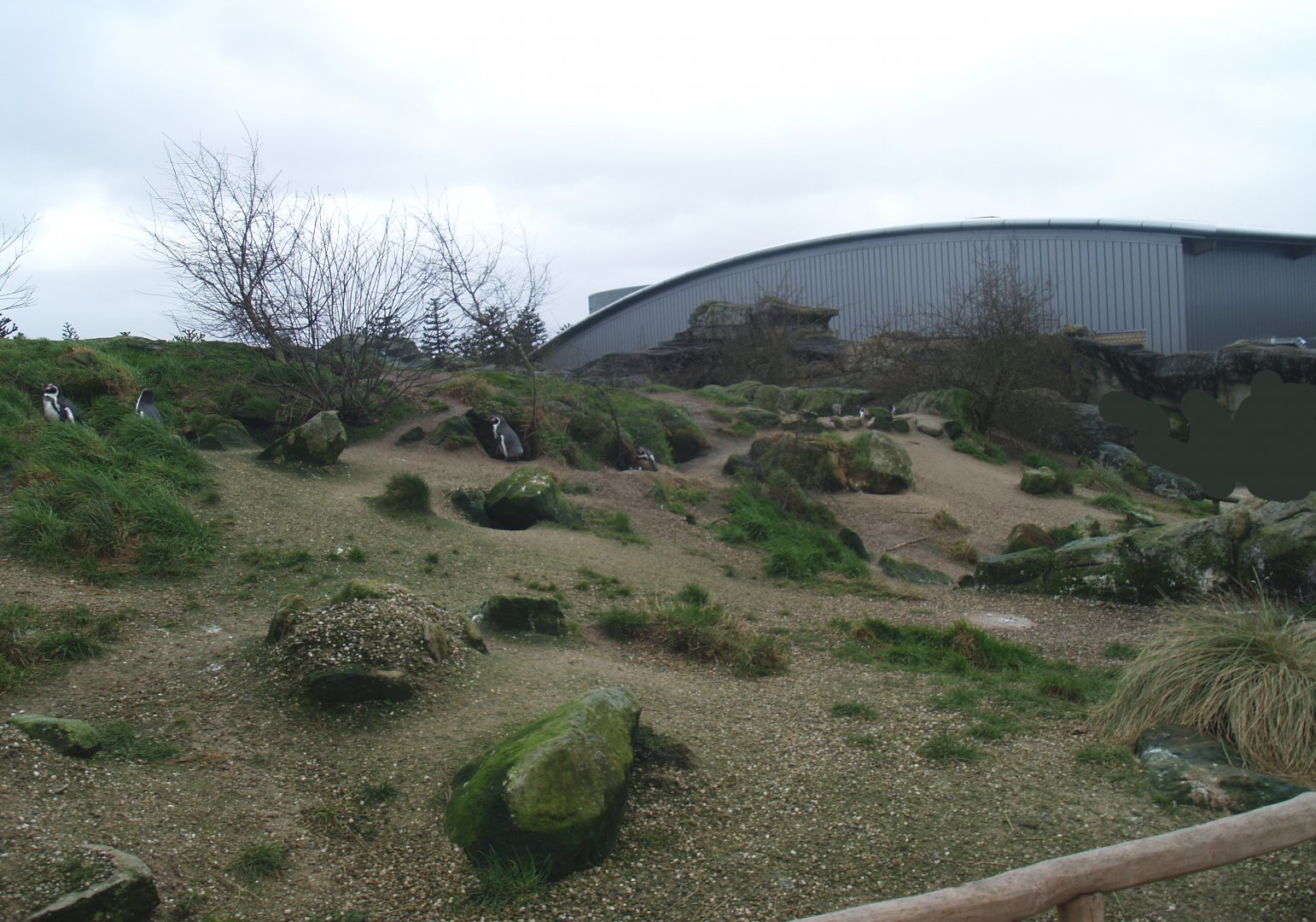 Playa Penguinos with Humboldt penguins and Steamer ducks - Beach, dunes and rocks section, 2008-03-01