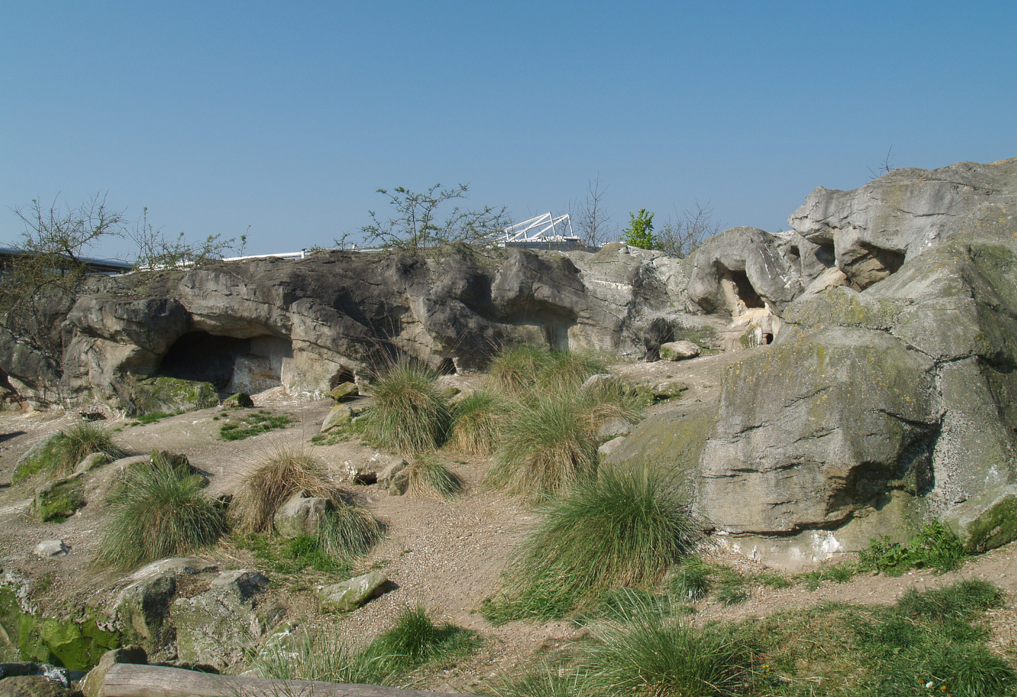Playa Penguinos with Humboldt penguins and Steamer ducks - Beach, dunes and rocks section, 2009-04-19