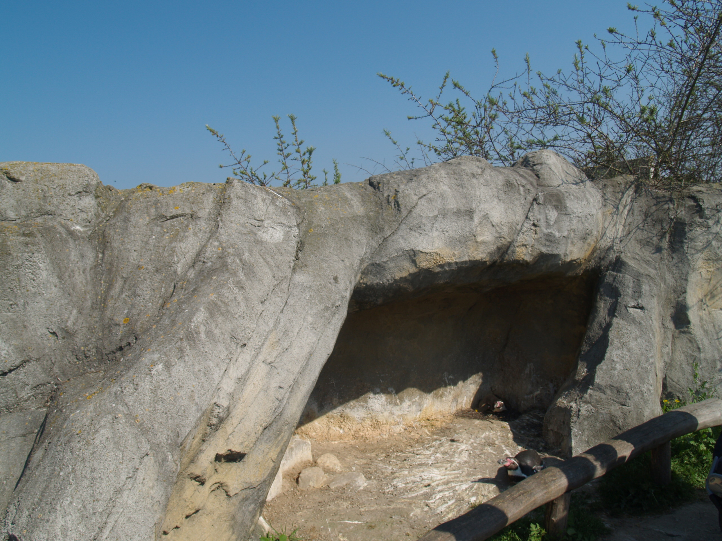 Playa Penguinos with Humboldt penguins and Steamer ducks - Penguin shelter, 2009-04-19