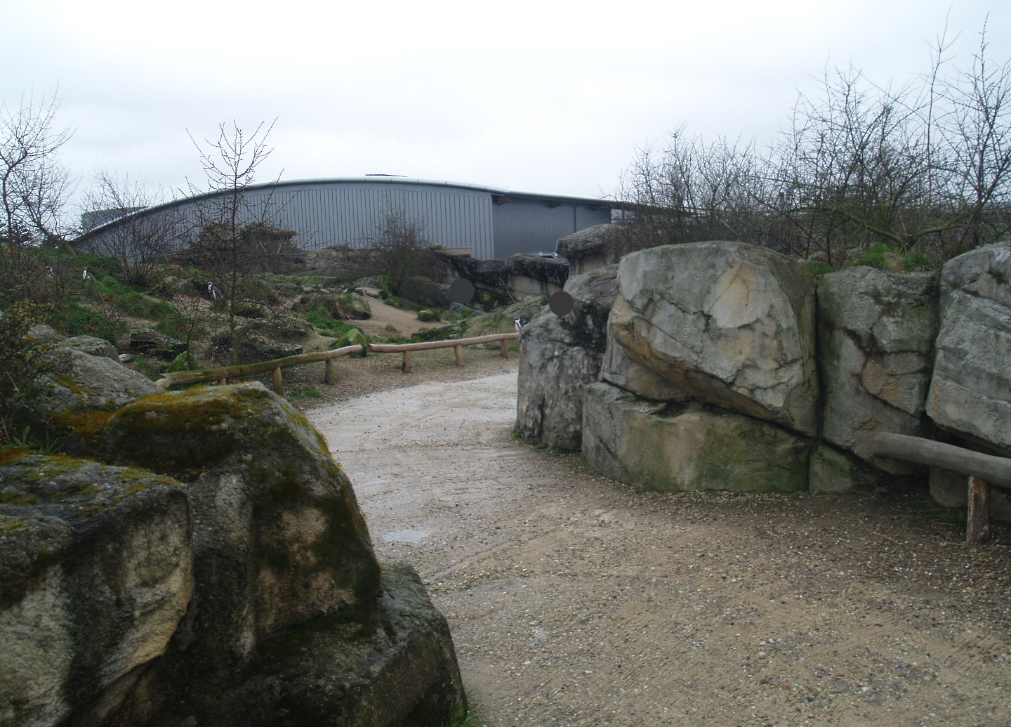 Playa Penguinos with Humboldt penguins and Steamer ducks - Walk-through beach, dunes and rocks section, 2008-03-01