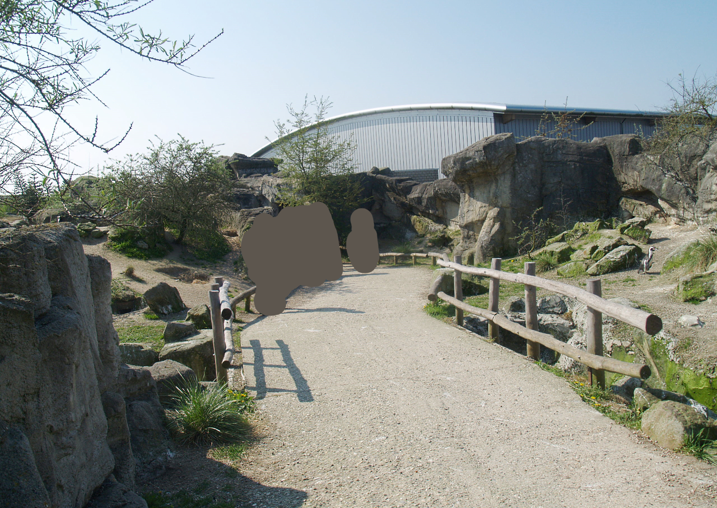 Playa Penguinos with Humboldt penguins and Steamer ducks - Walk-through beach, dunes and rocks section, 2009-04-19