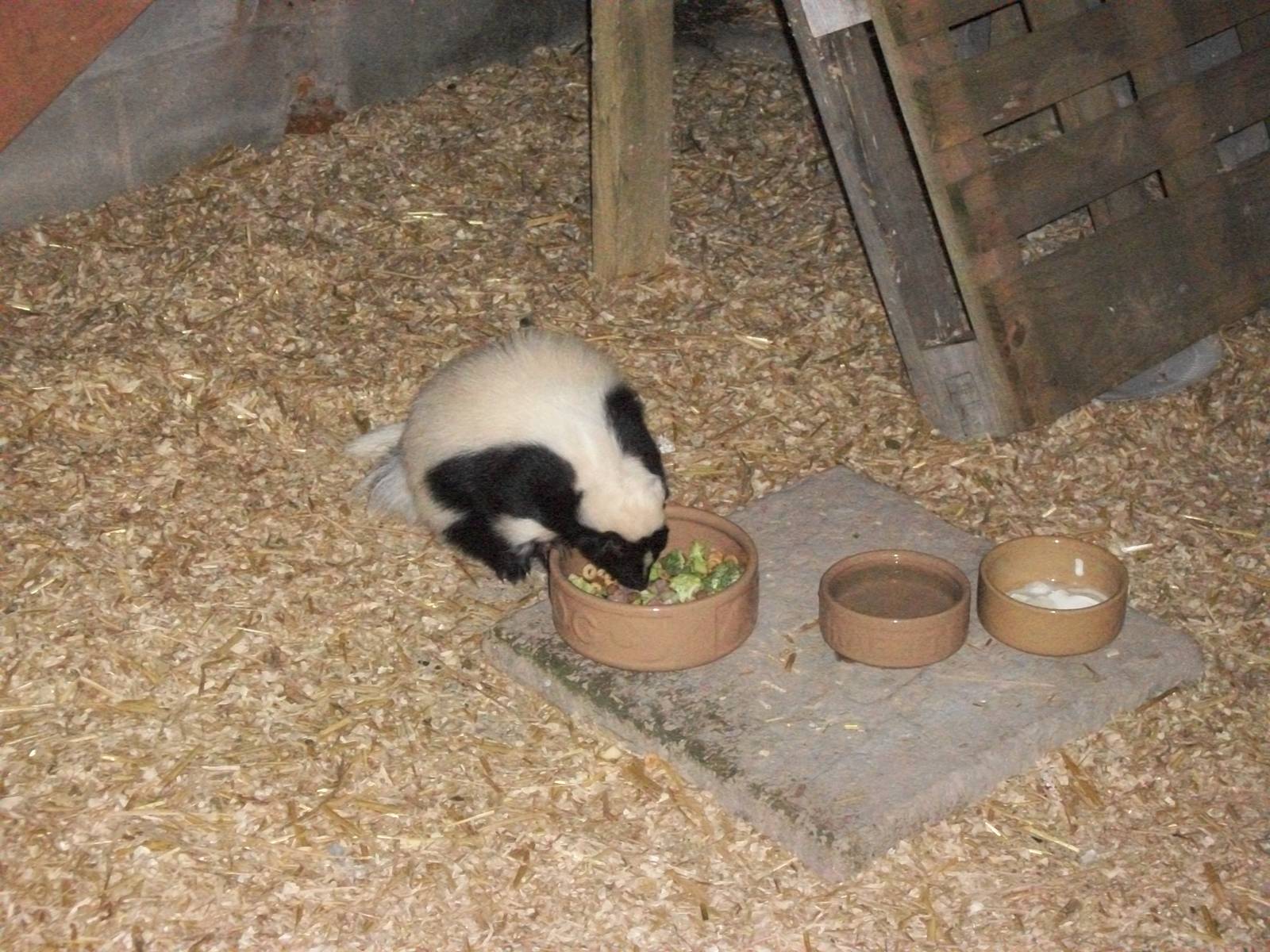 Playdale Farm Park, Scarborough, 2nd August 2013