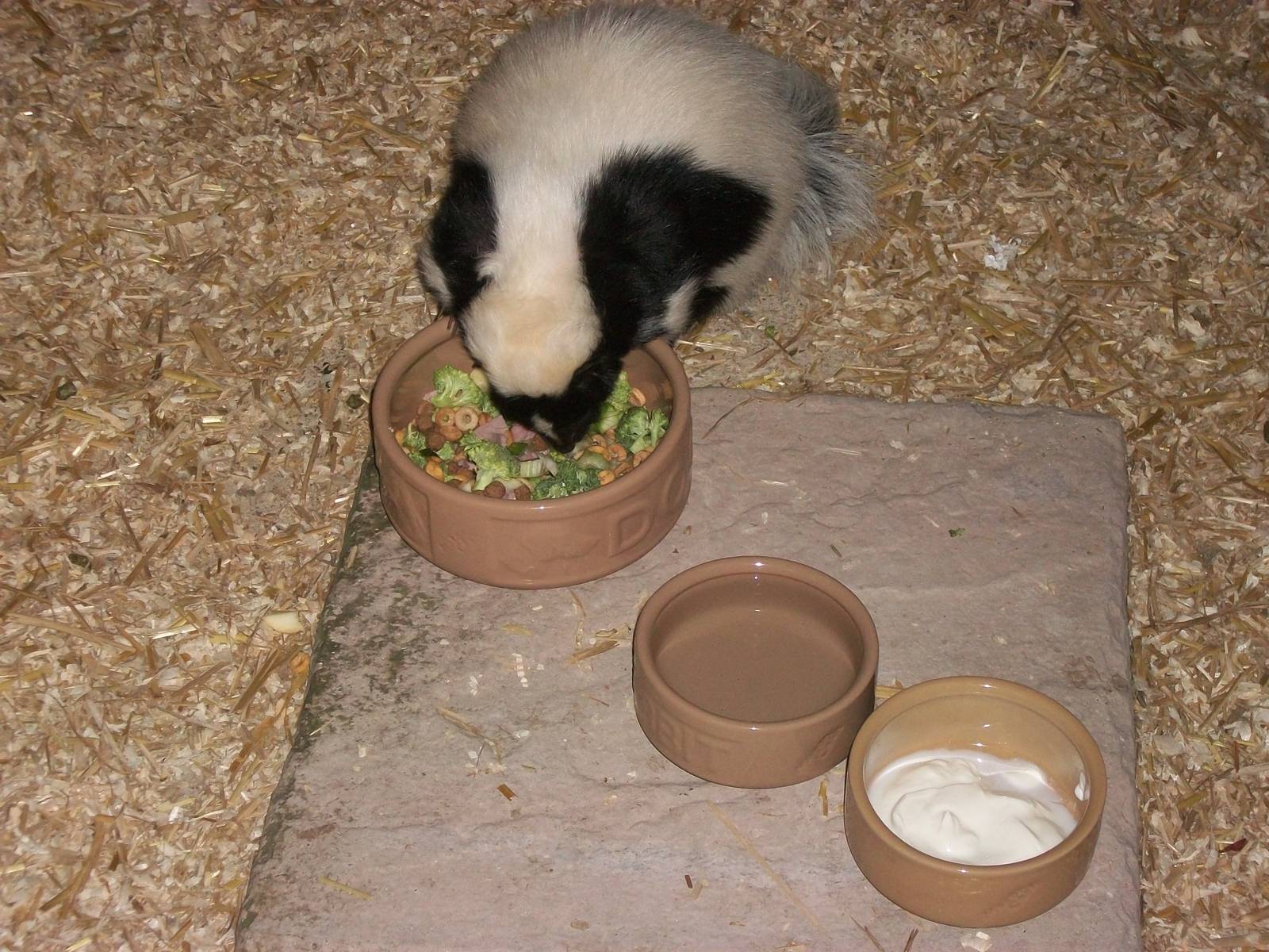 Playdale Farm Park, Scarborough, 2nd August 2013