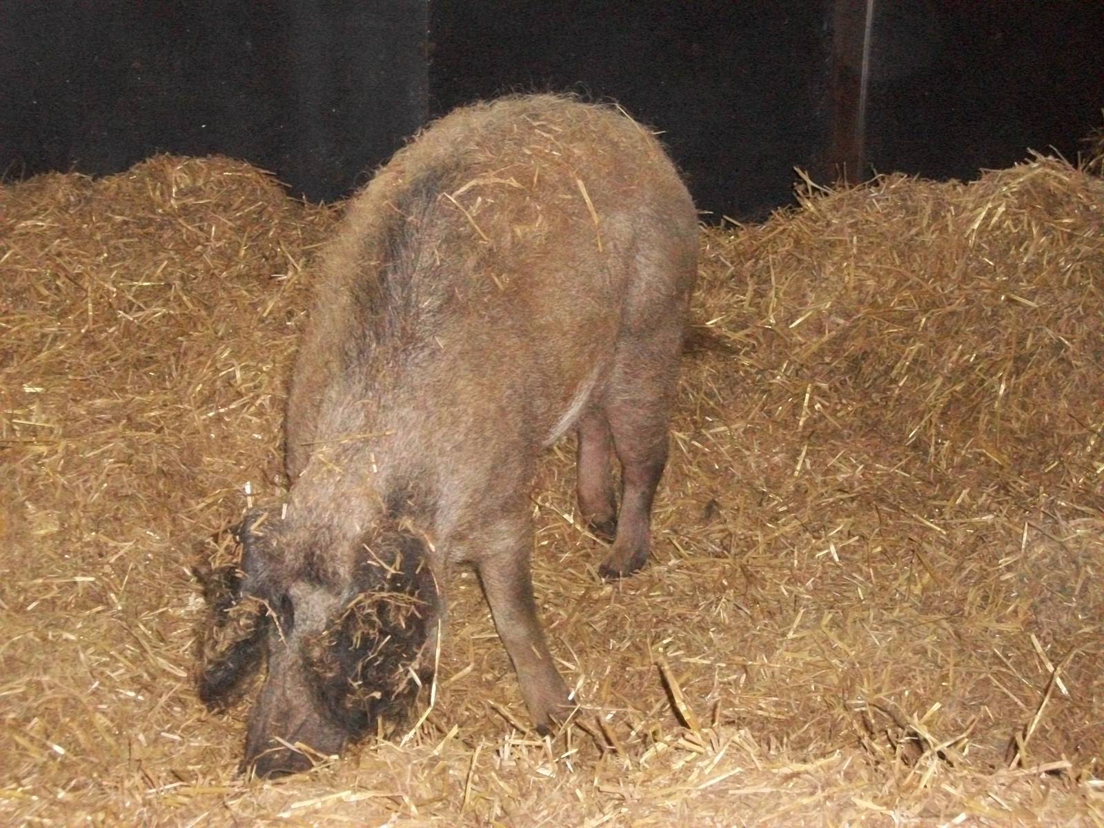 Playdale Farm Park, Scarborough, 2nd August 2013