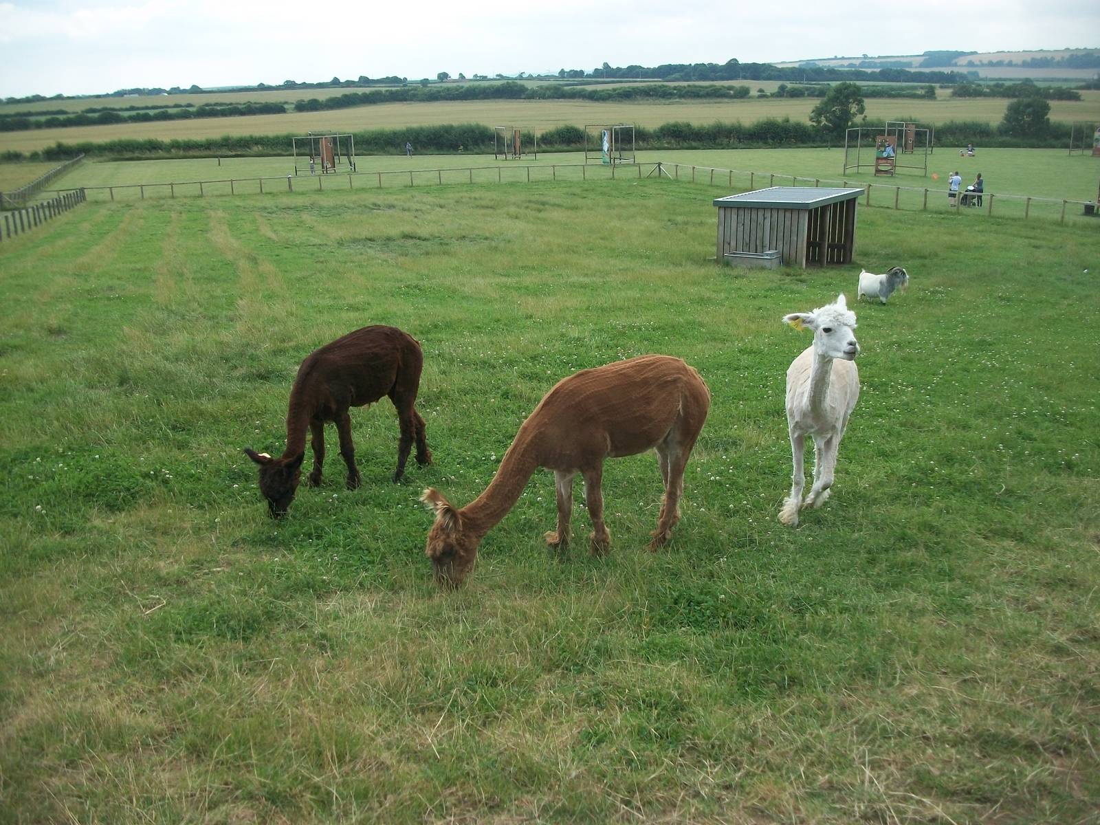 Playdale Farm Park, Scarborough, 2nd August 2013