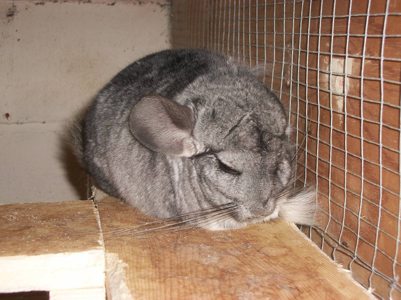 Playdale Farm Park, Scarborough, 2nd August 2013