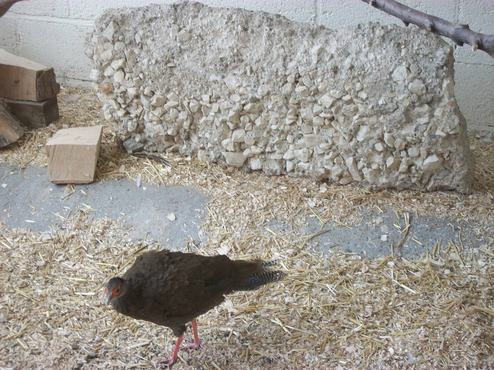 Playdale Farm Park, Scarborough, 2nd August 2013