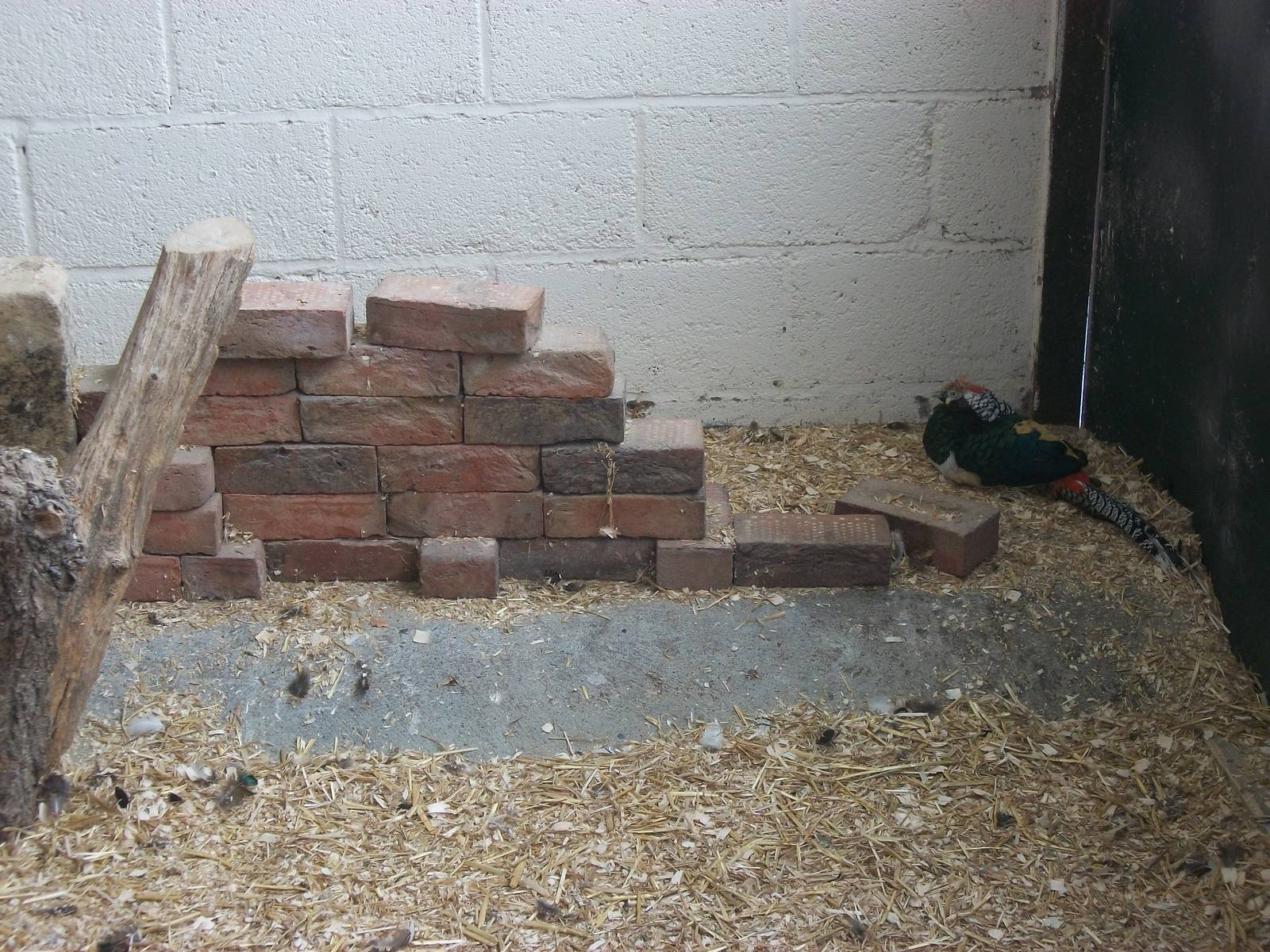 Playdale Farm Park, Scarborough, 2nd August 2013