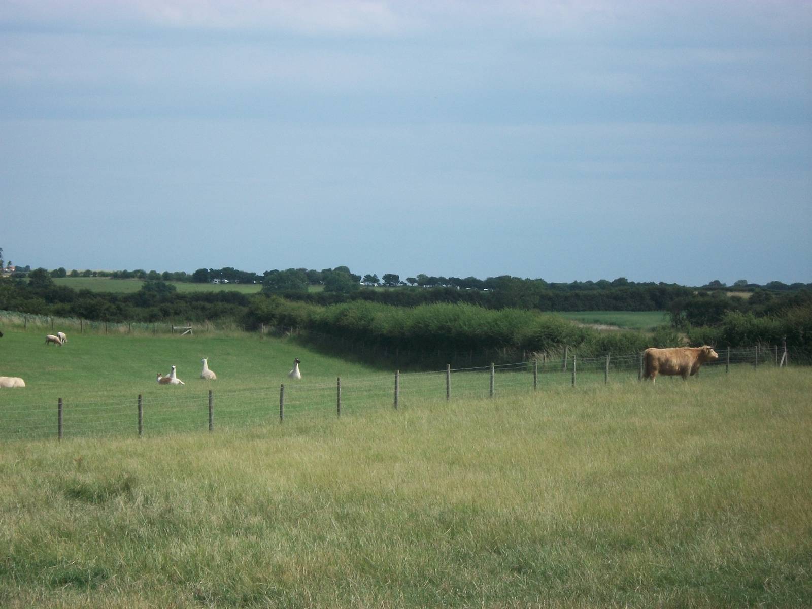 Playdale Farm Park, Scarborough, 2nd August 2013